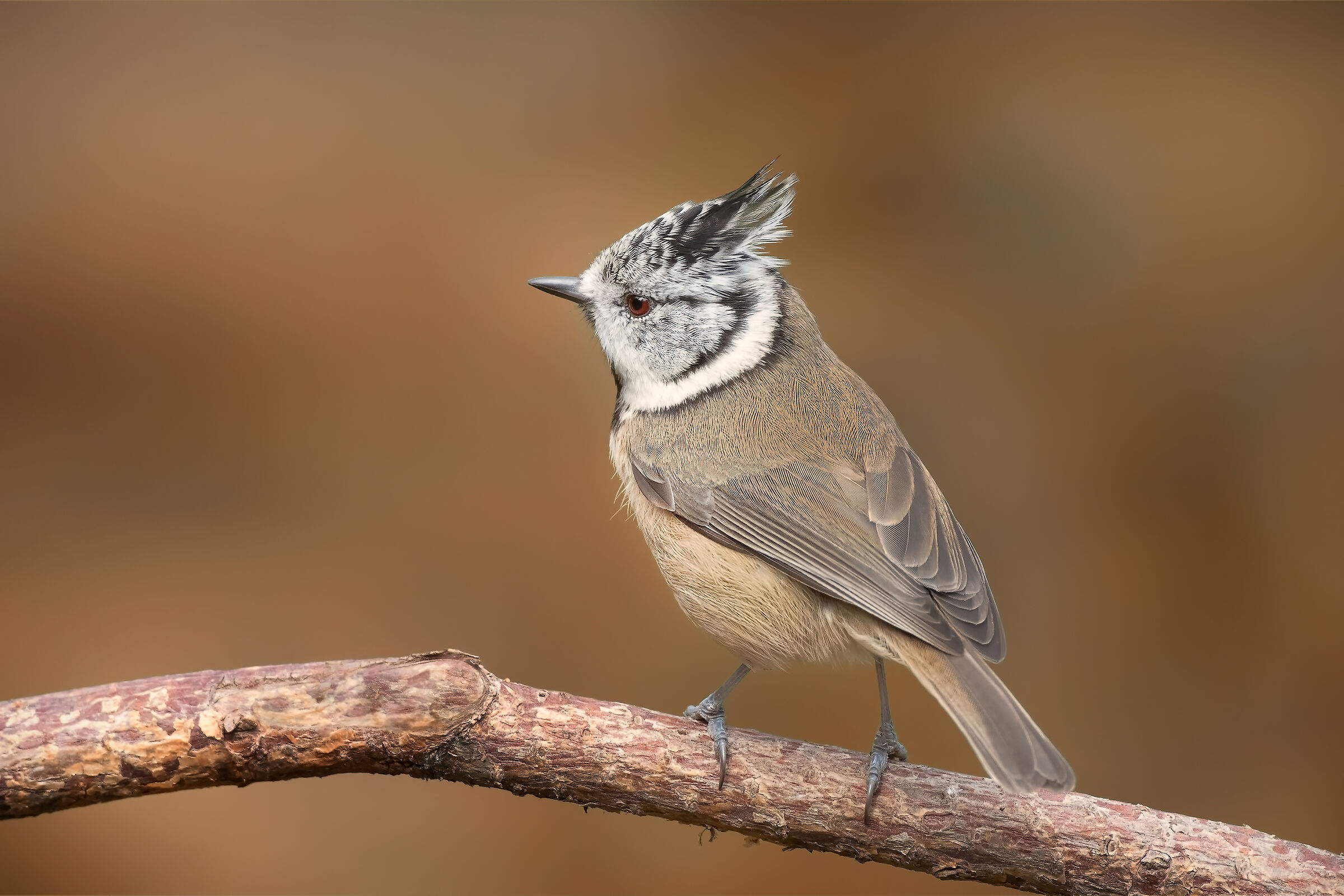 Cincia da ciuffo - Autunno 2019