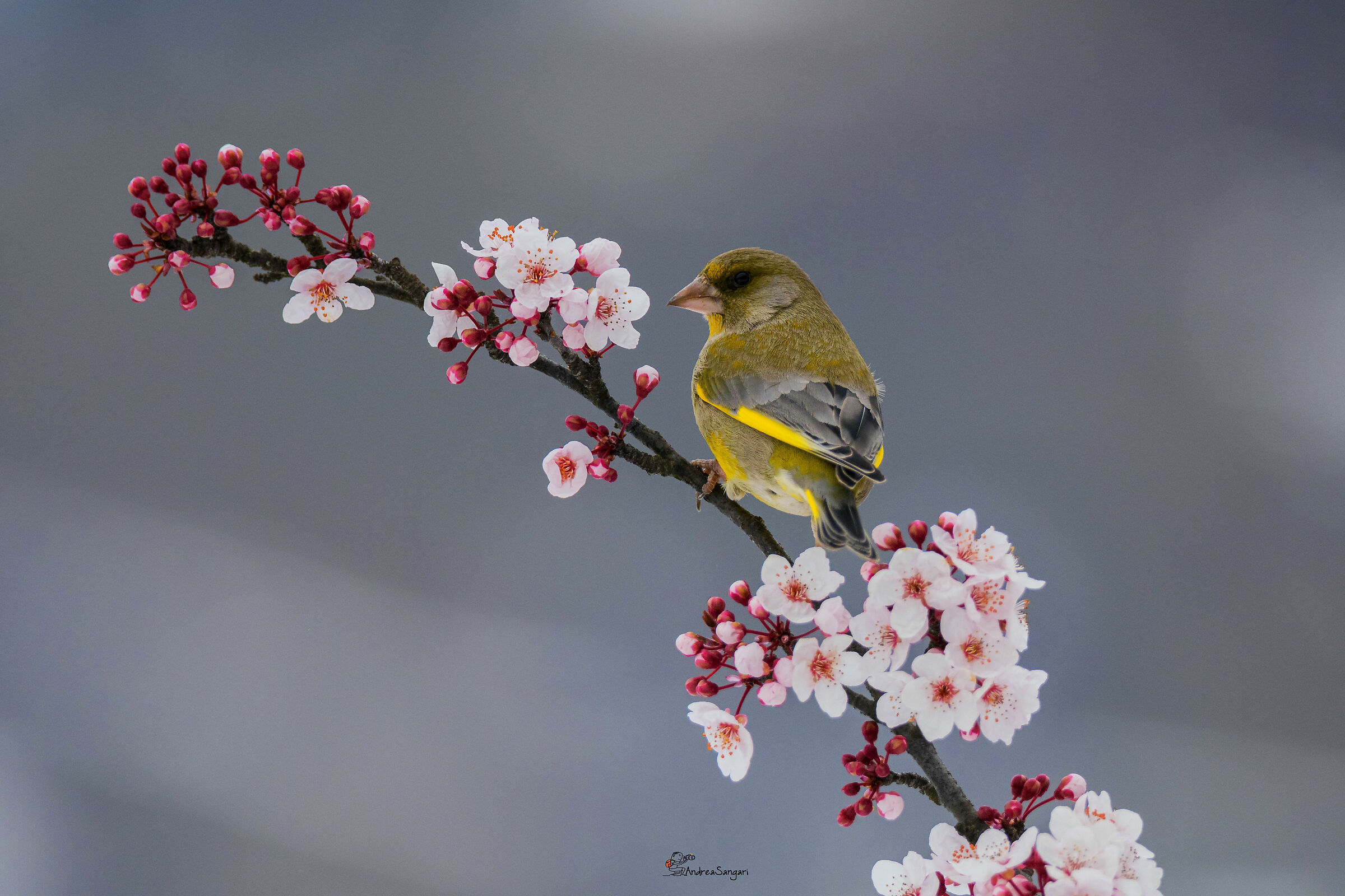 Il verdone e il profumo della primavera.....