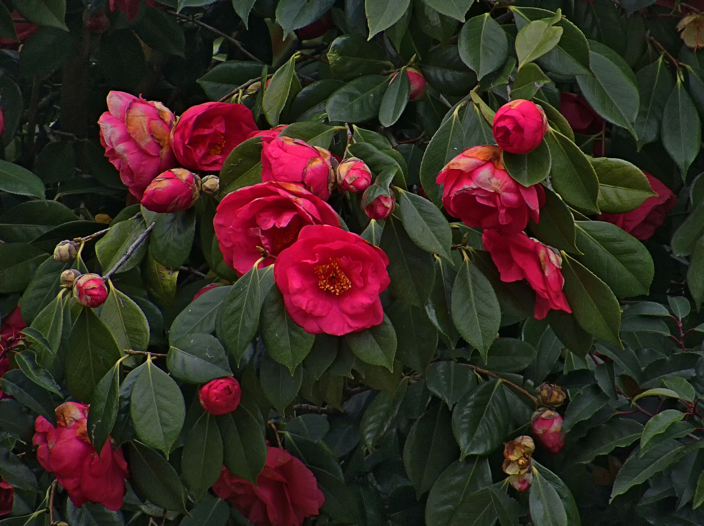 Camellias