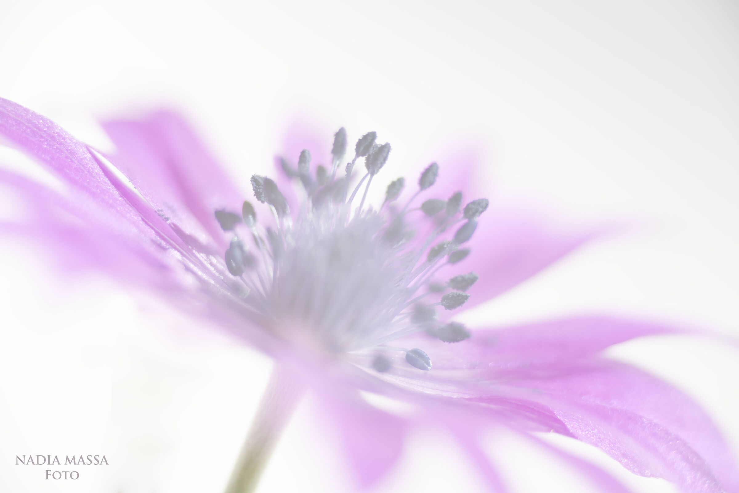 A flower... a world.