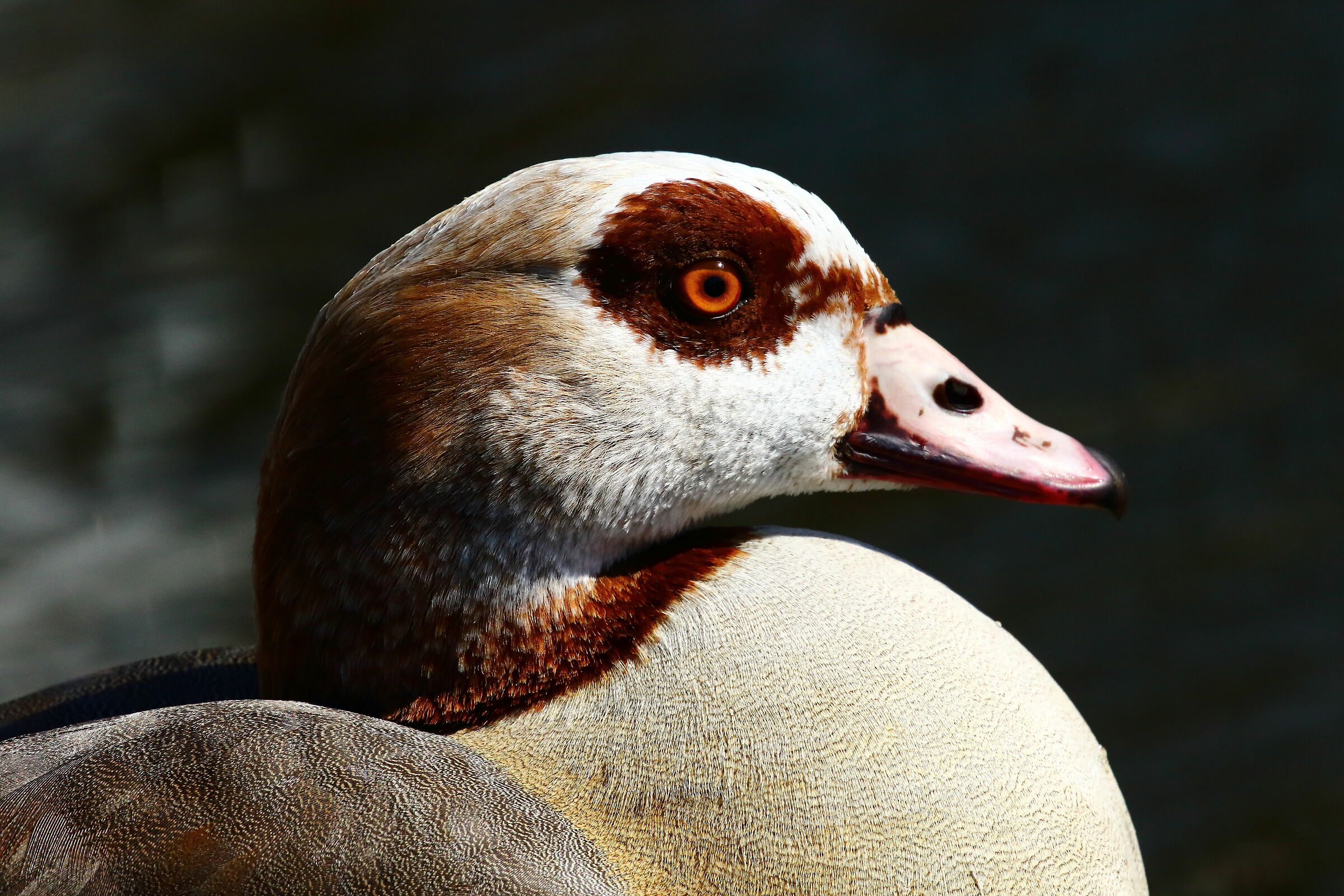Portrait, Egyptian Goose