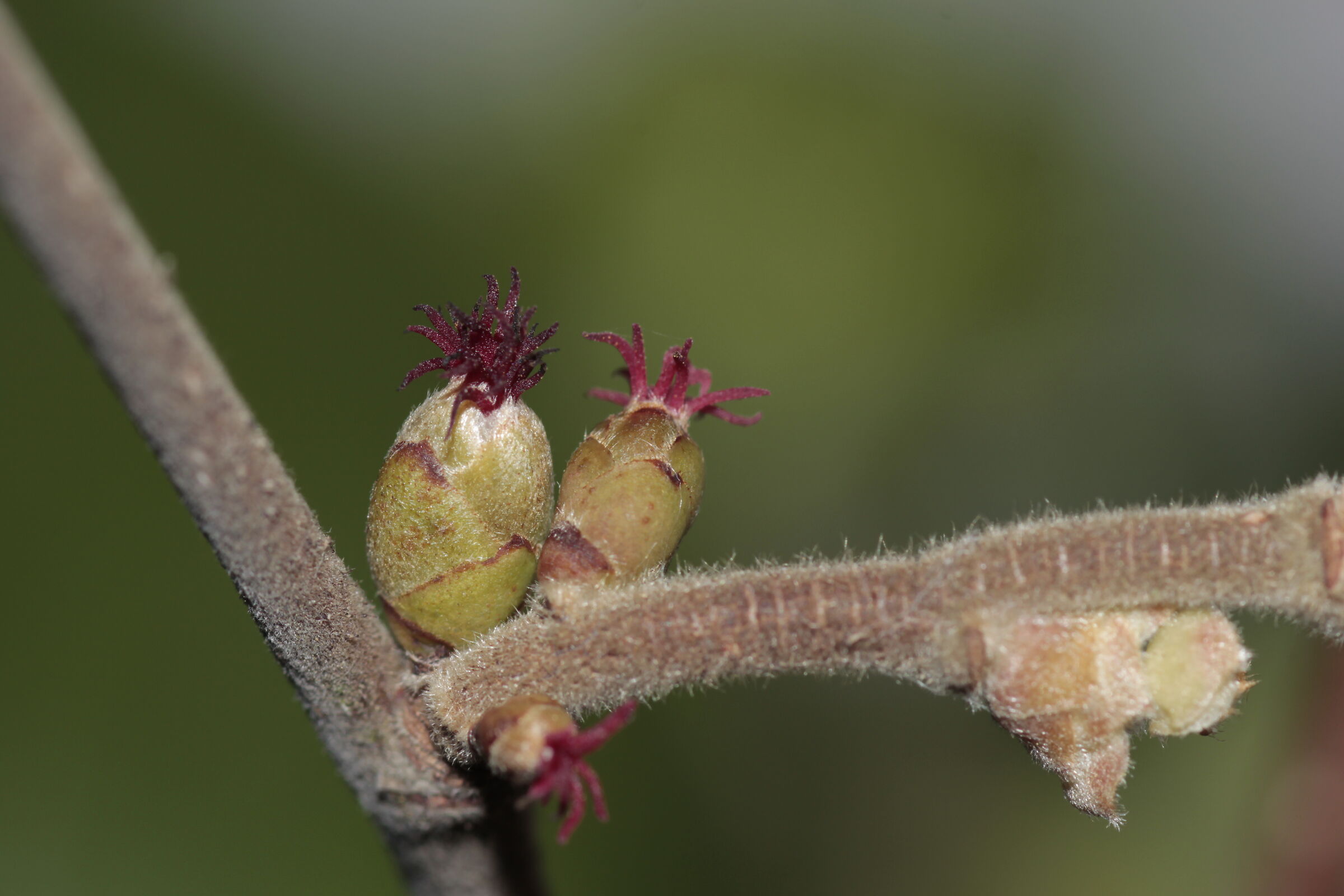 fiore femminile di Corylus avellana
