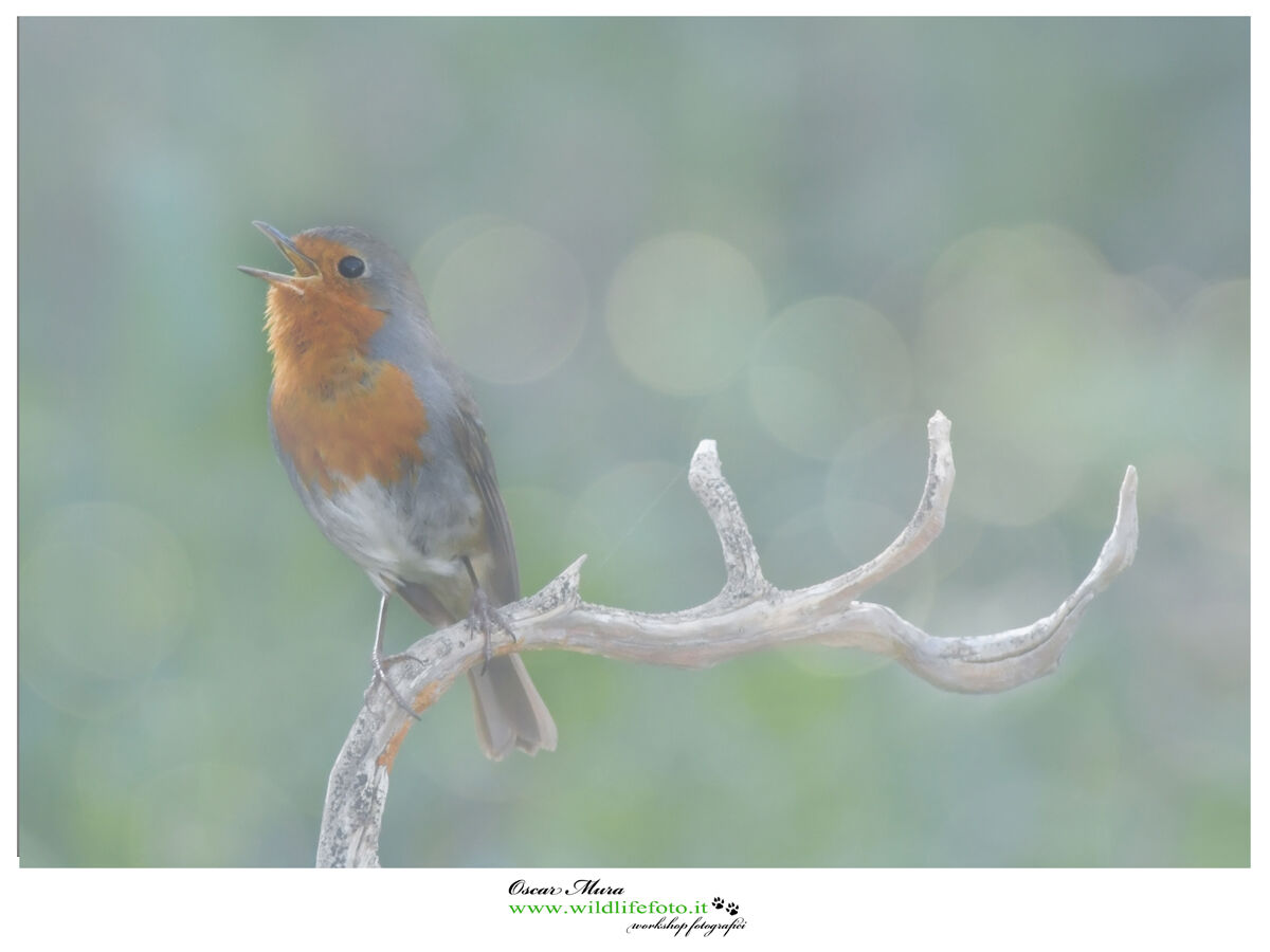 Www.wildlifefoto.it Robin