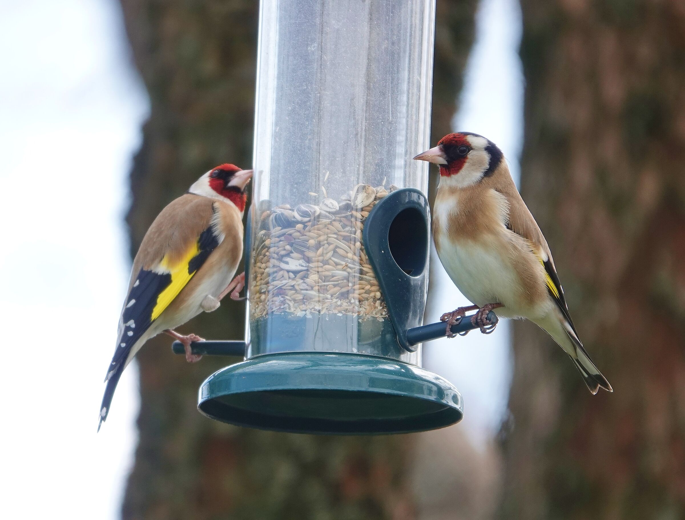 pair of cardlets (carduelis carduelis)