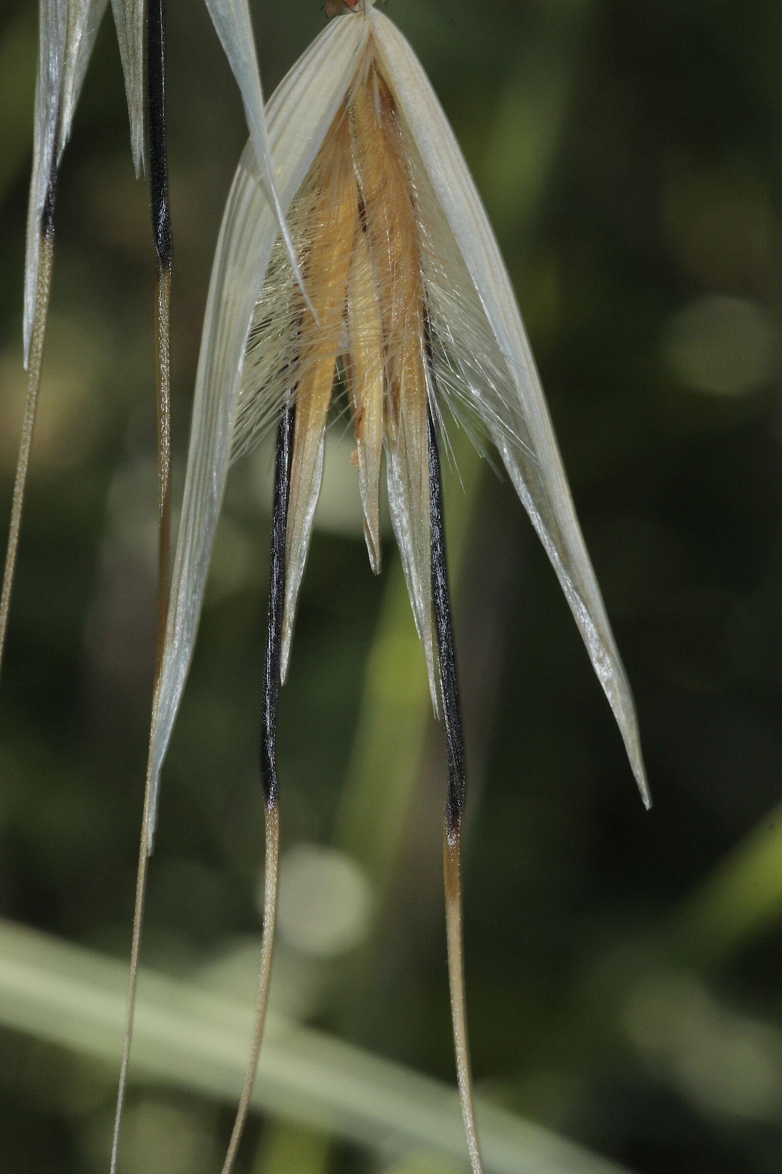 Avena sterilis 1