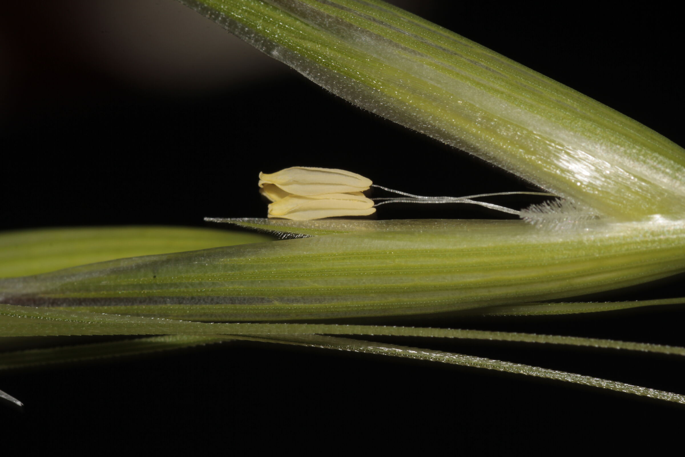 Avena sterilis 2