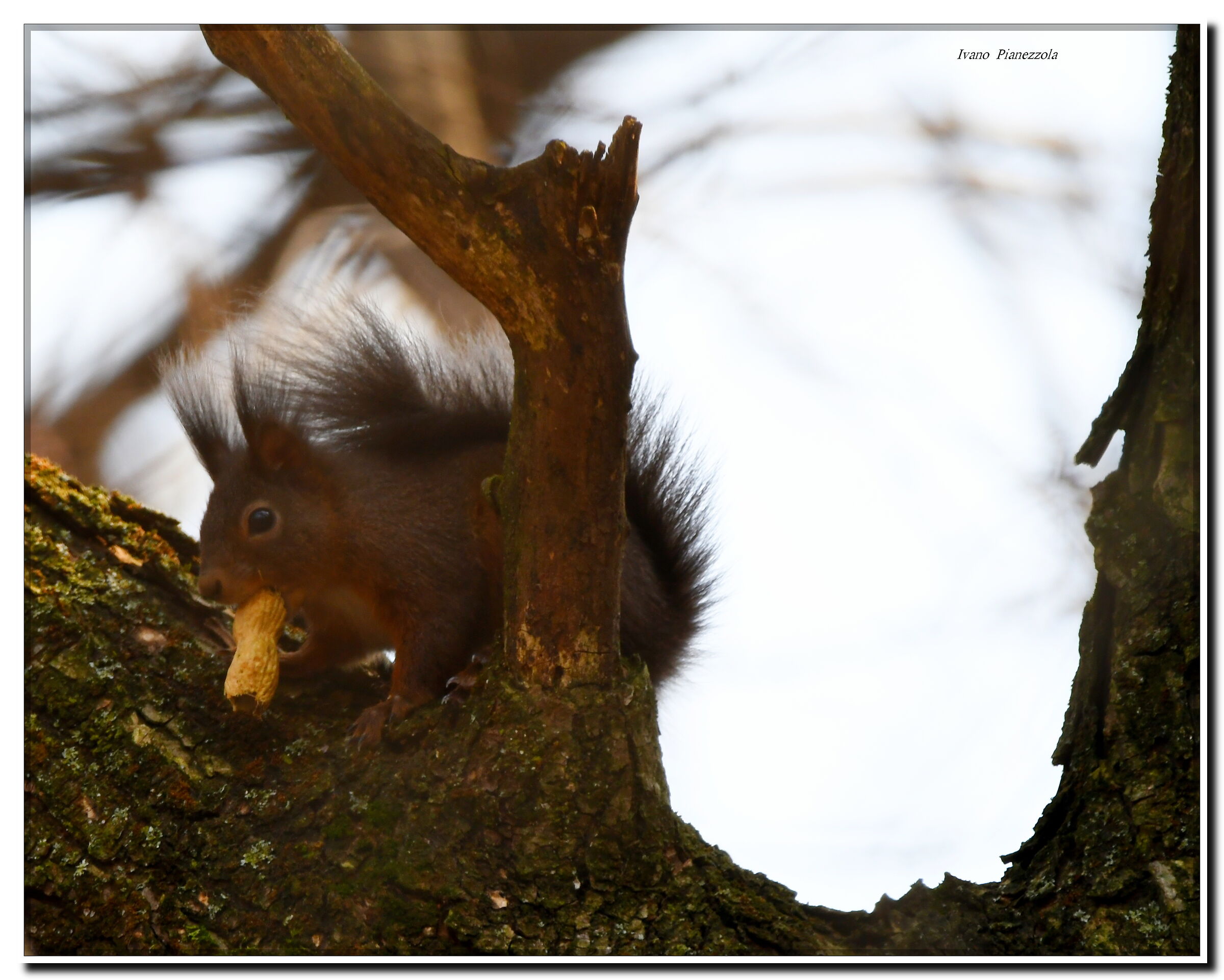 Squirrel