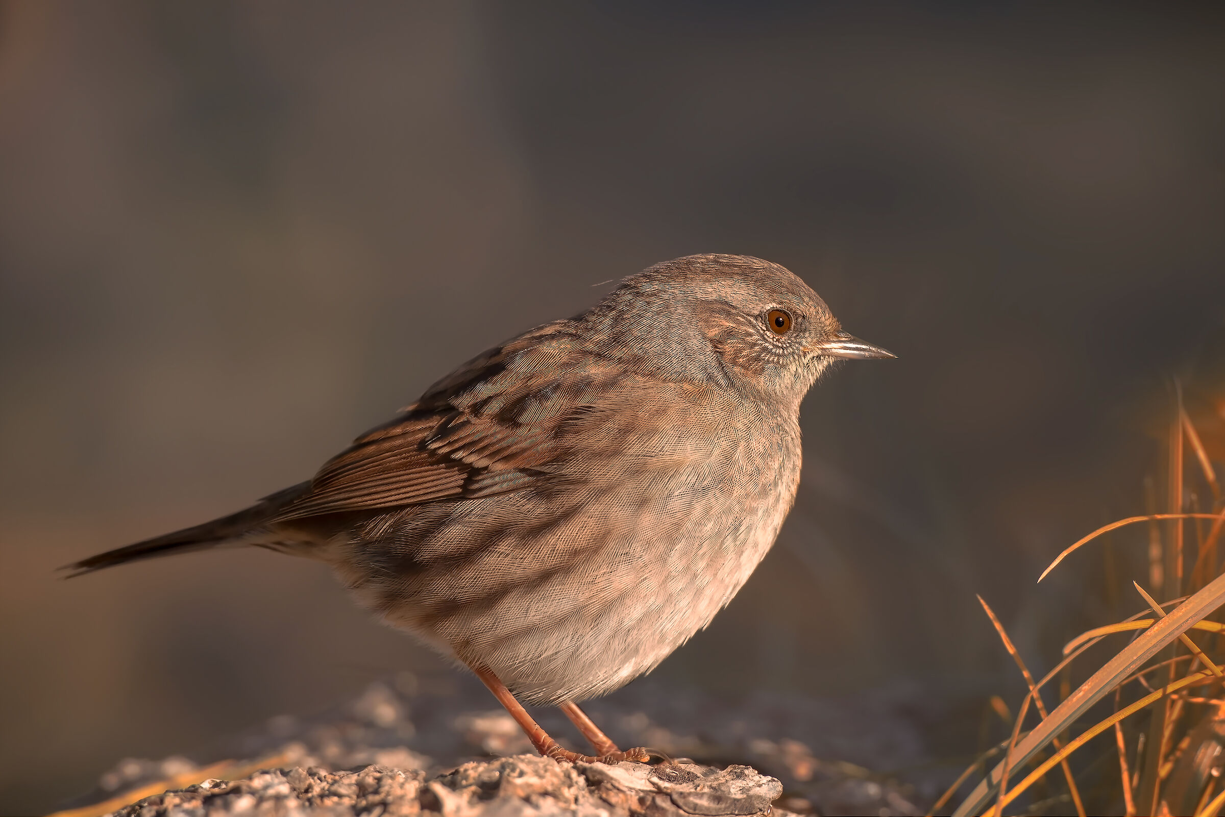 Passera scopaiola - Autunno 2019