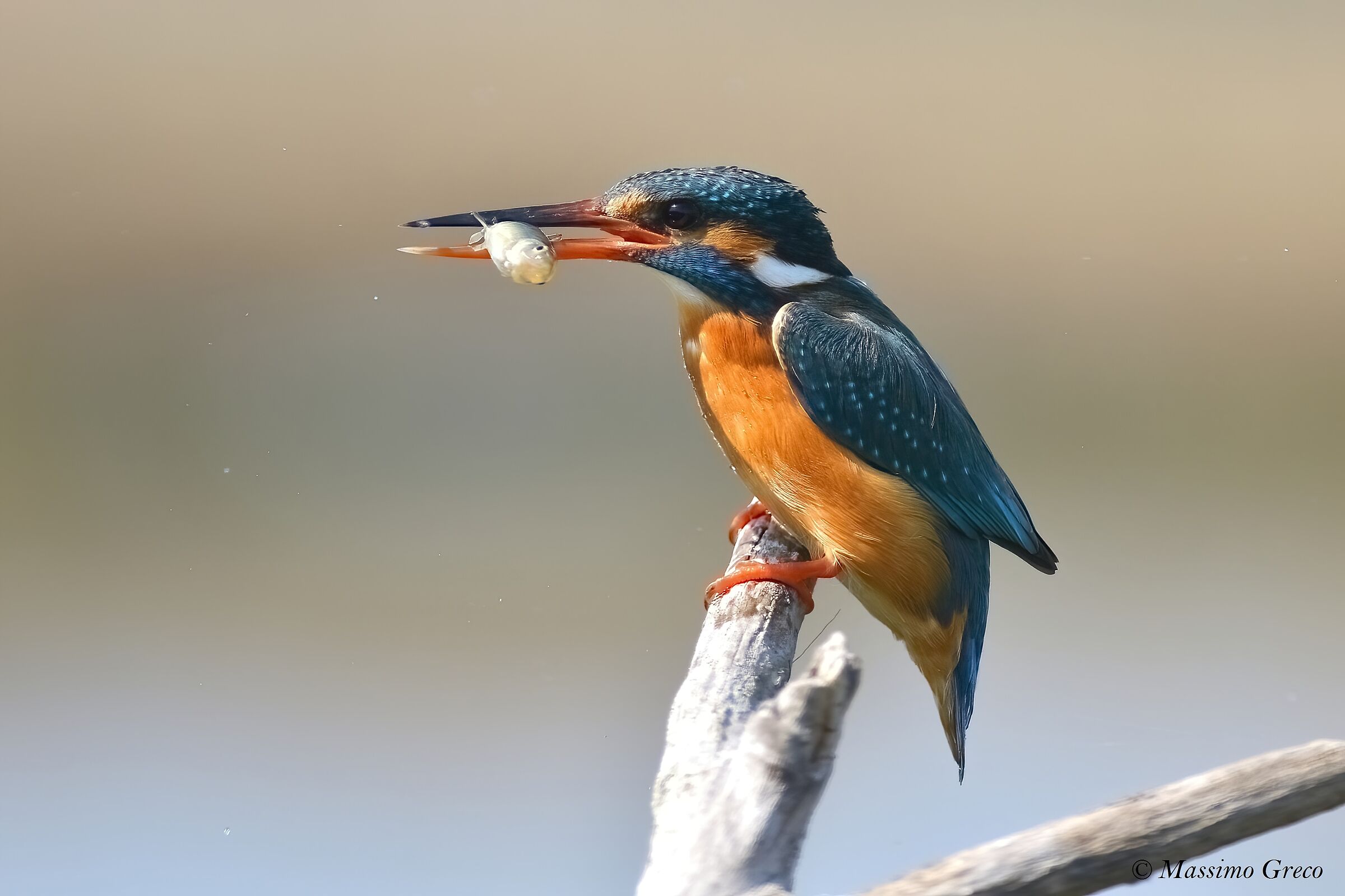 Kingfisher