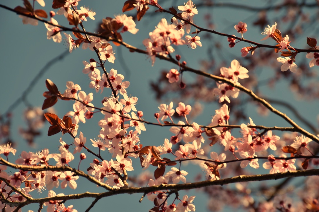 The beauty of spring