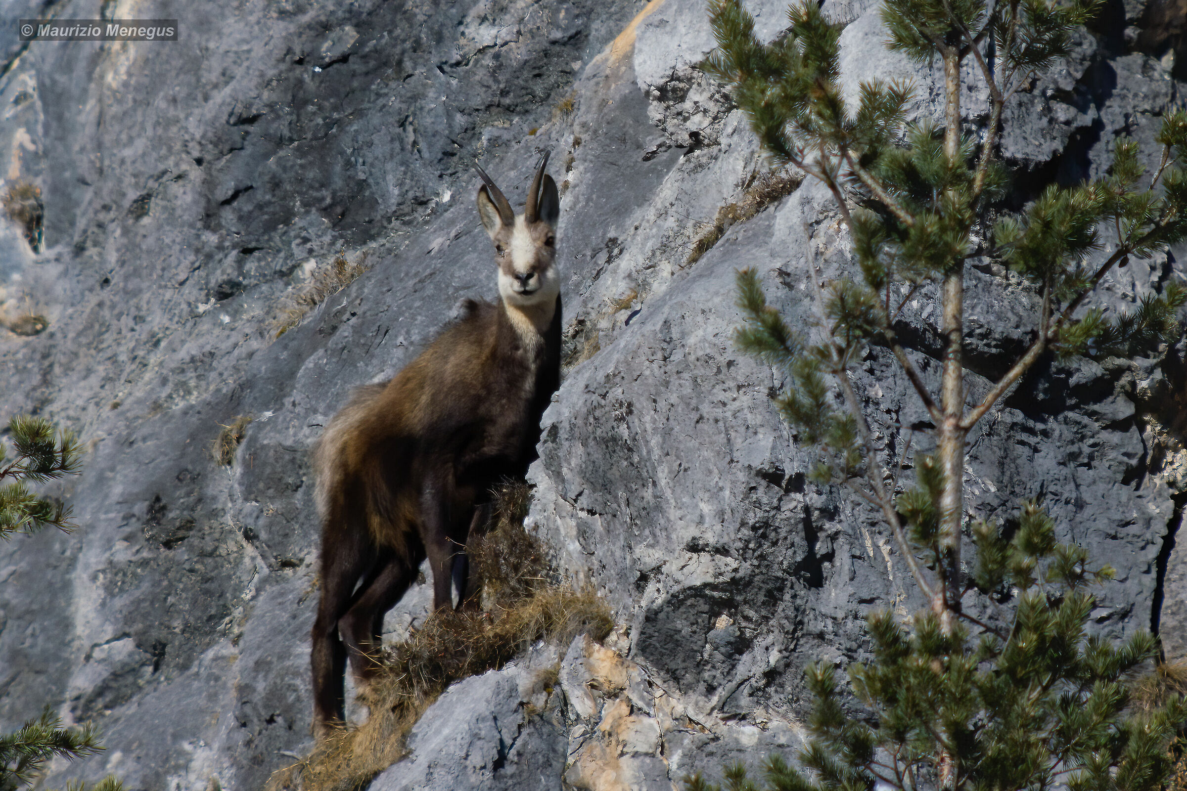 Vecchia foto in digiscoping rielaborata
