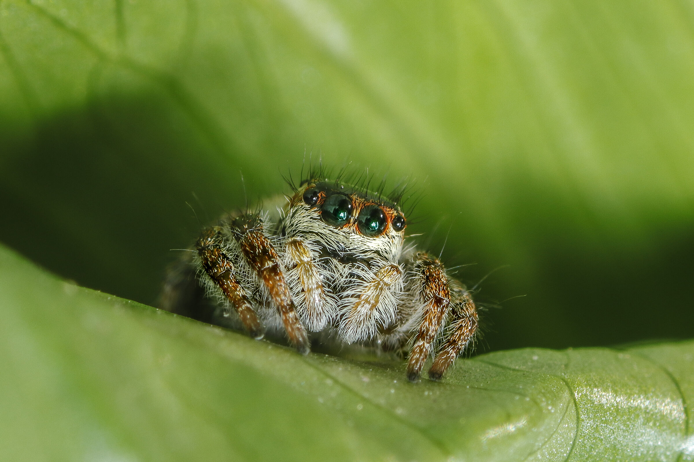 salticide in uscita dal suo nascondiglio