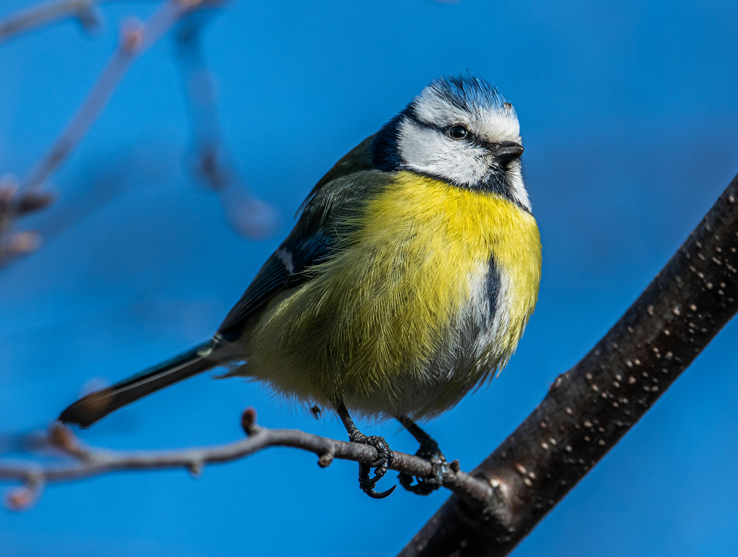 Cinciarella Portrait