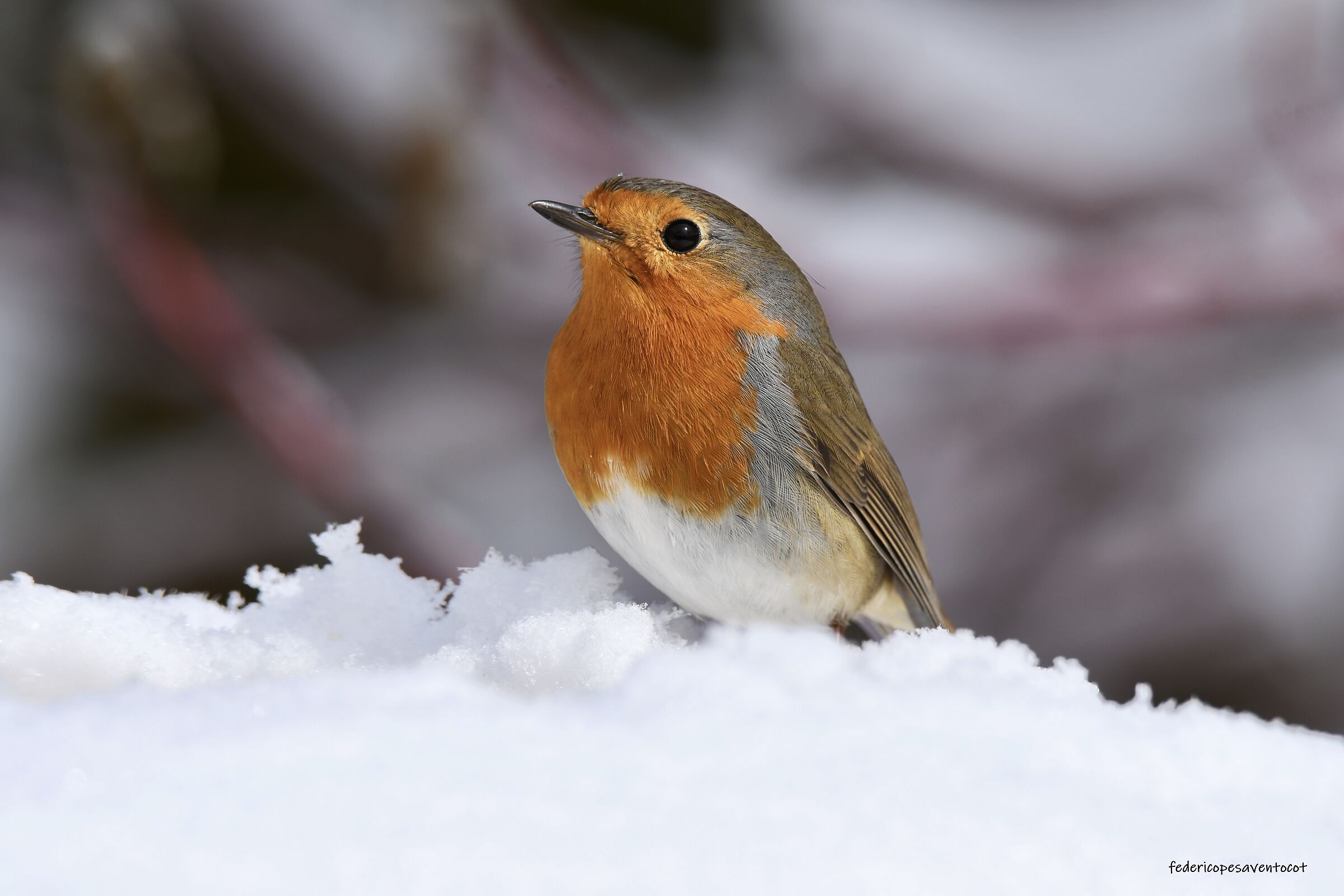 Red robin in the snow