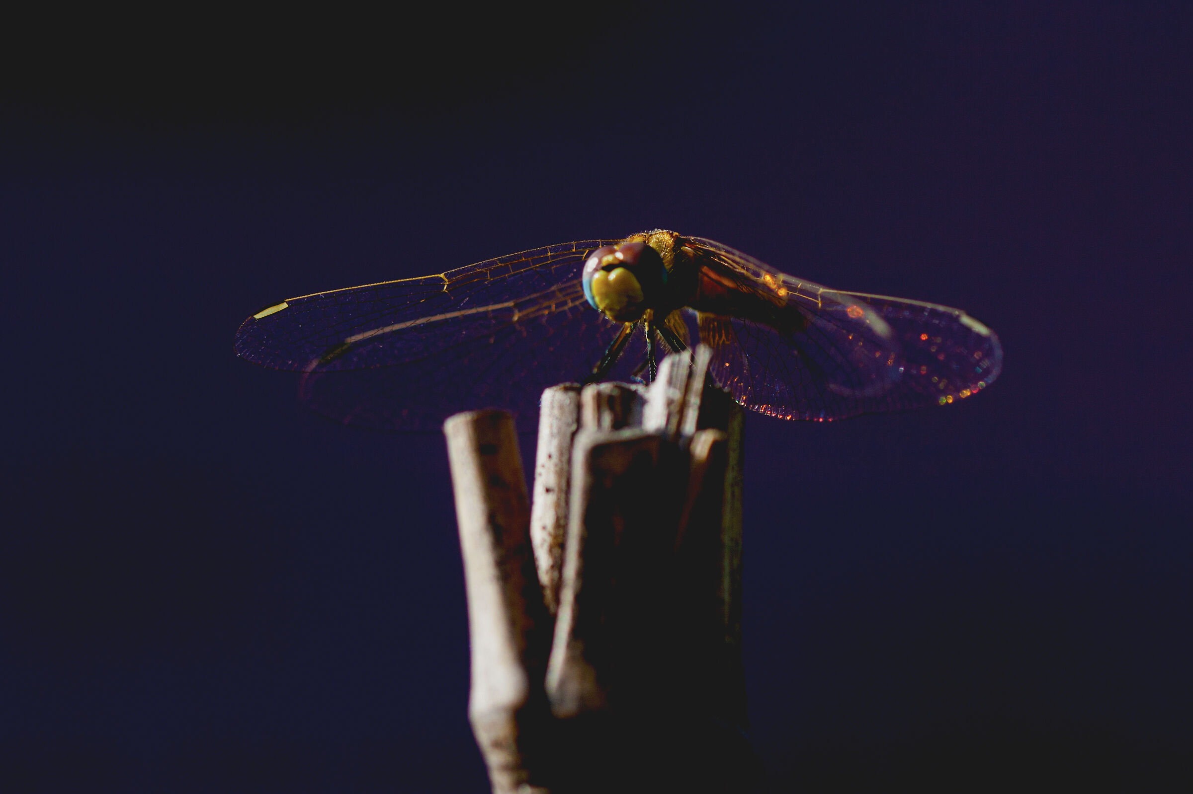 Libellula.... come un apparizione. Dragonfly.