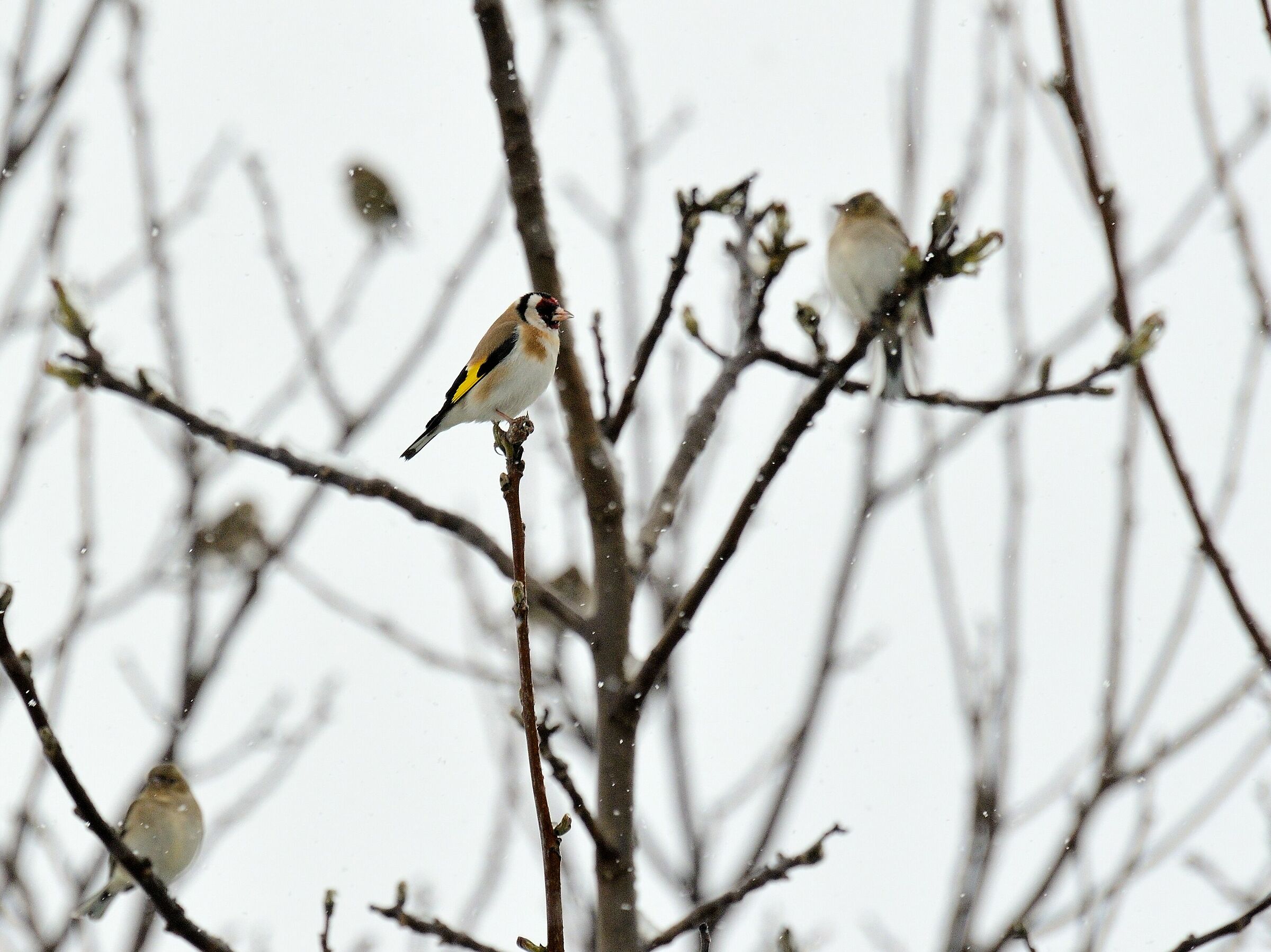 Goldfinch