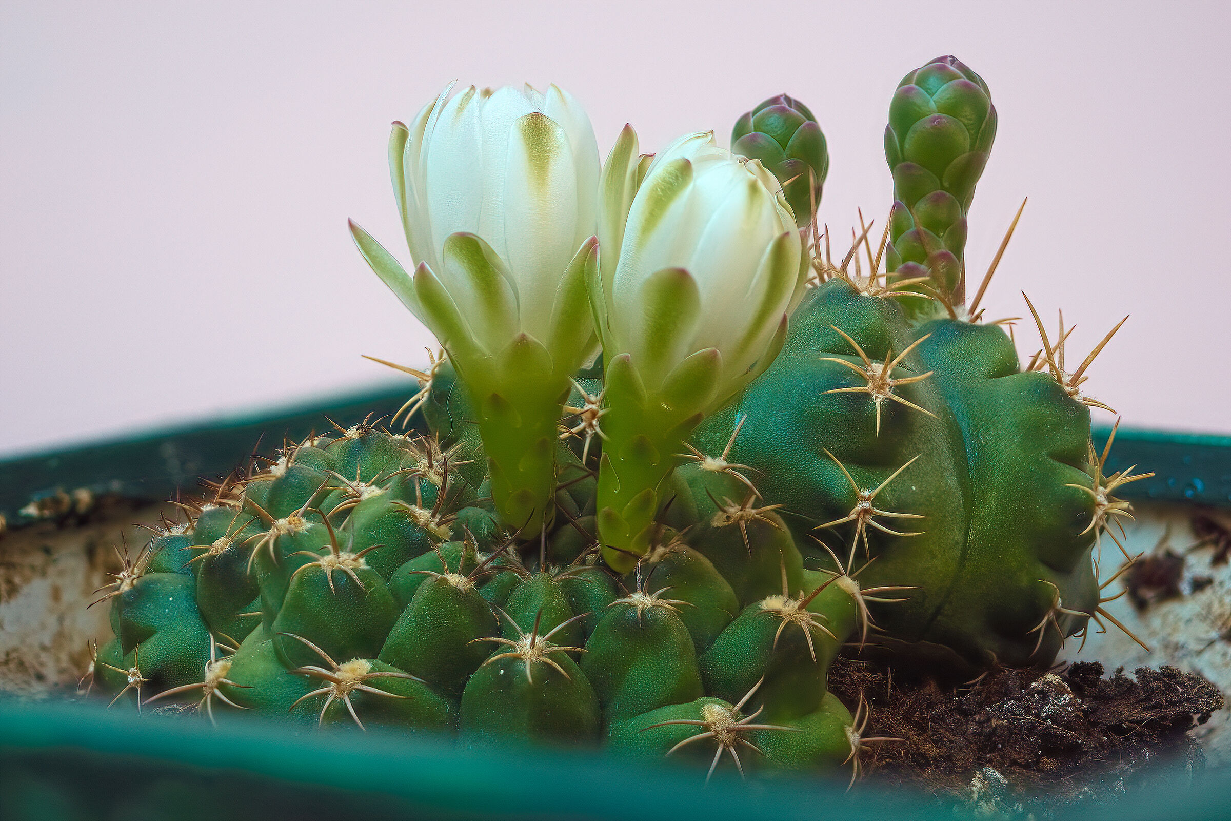 Cactus fiorito