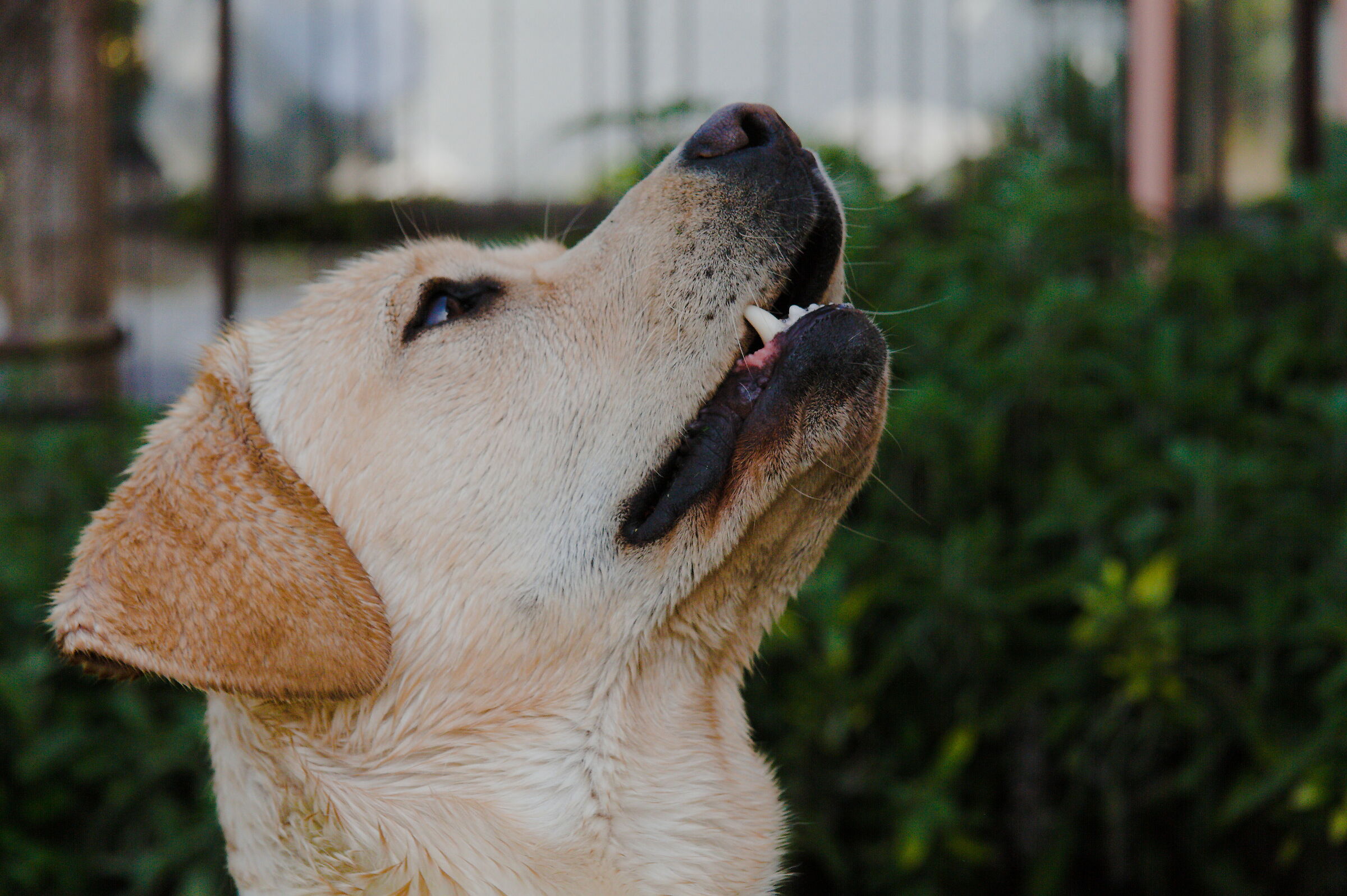 Buddy