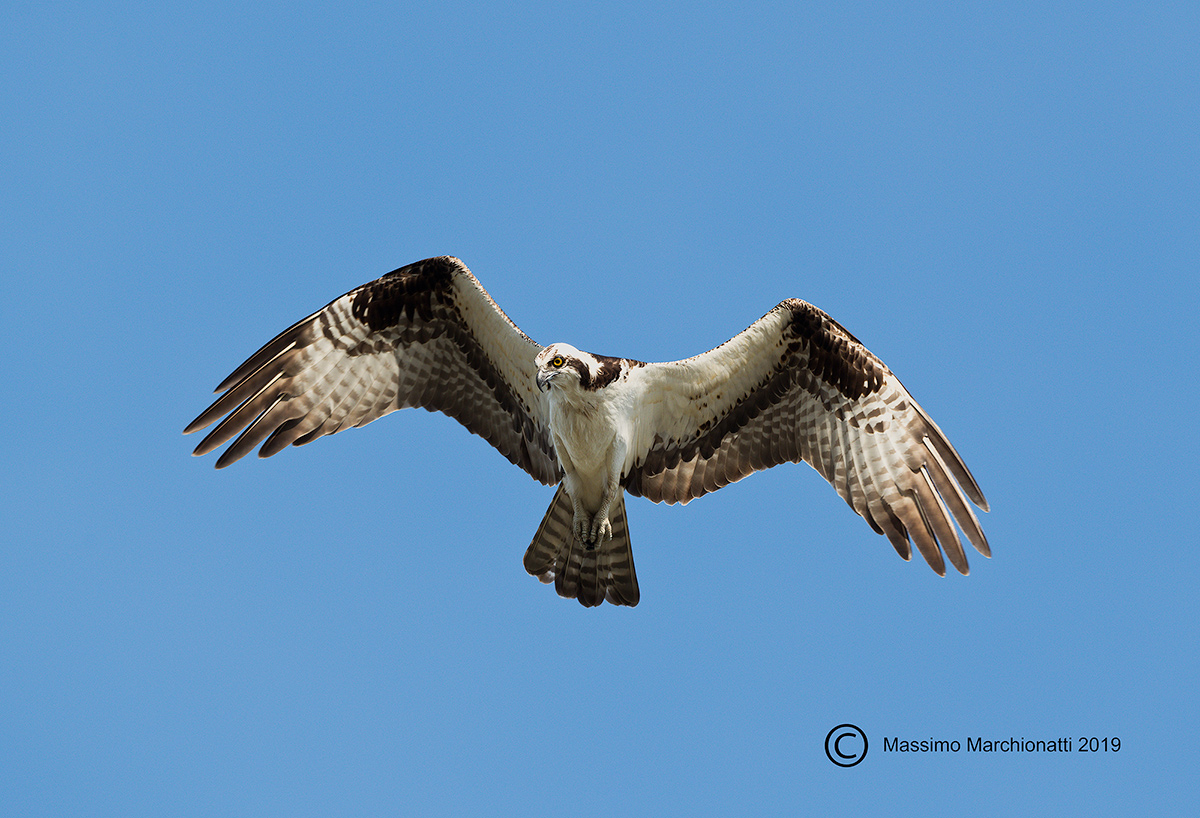 Osprey