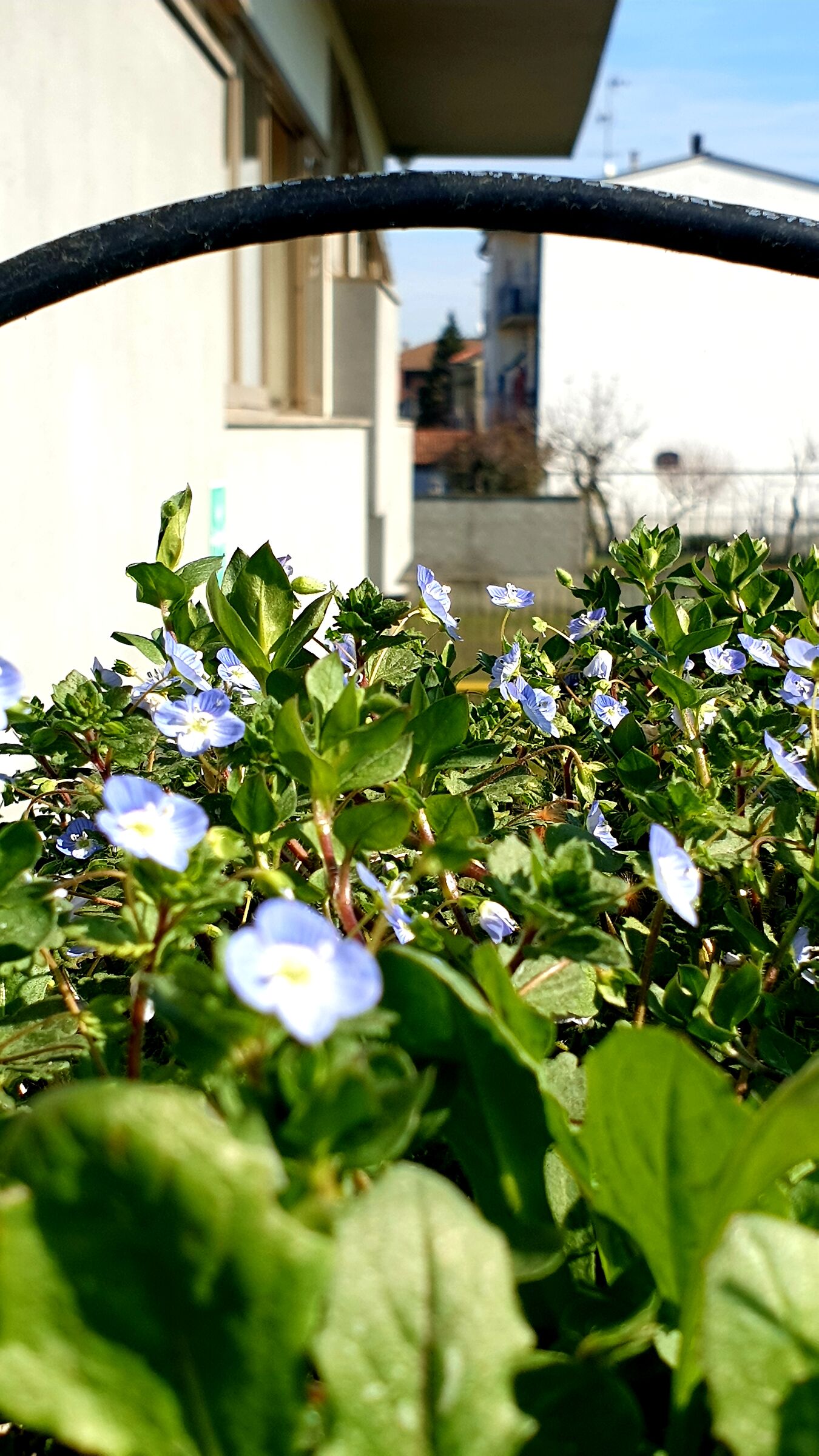 Macro e flora
