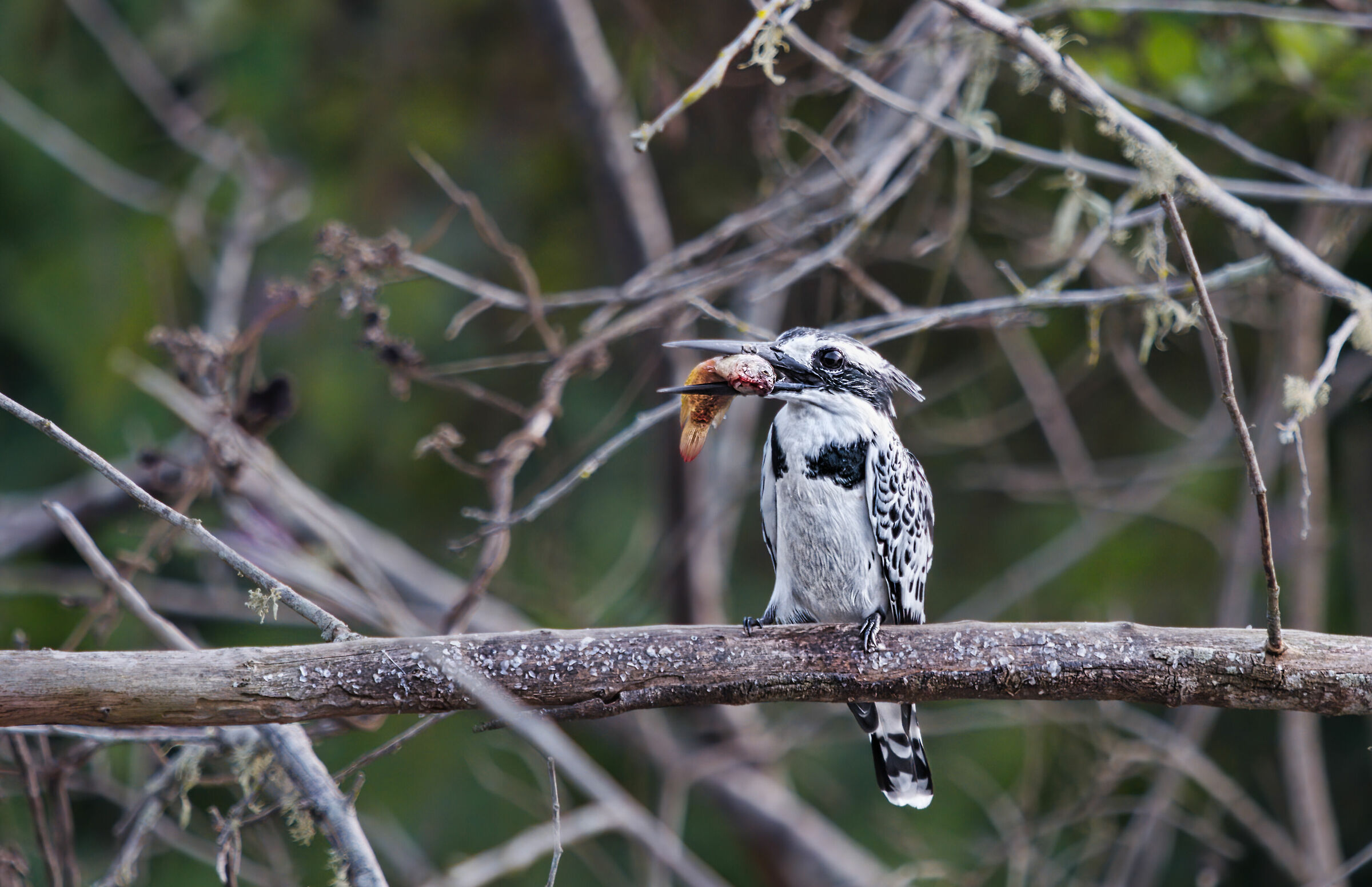 Pied Kingfisher