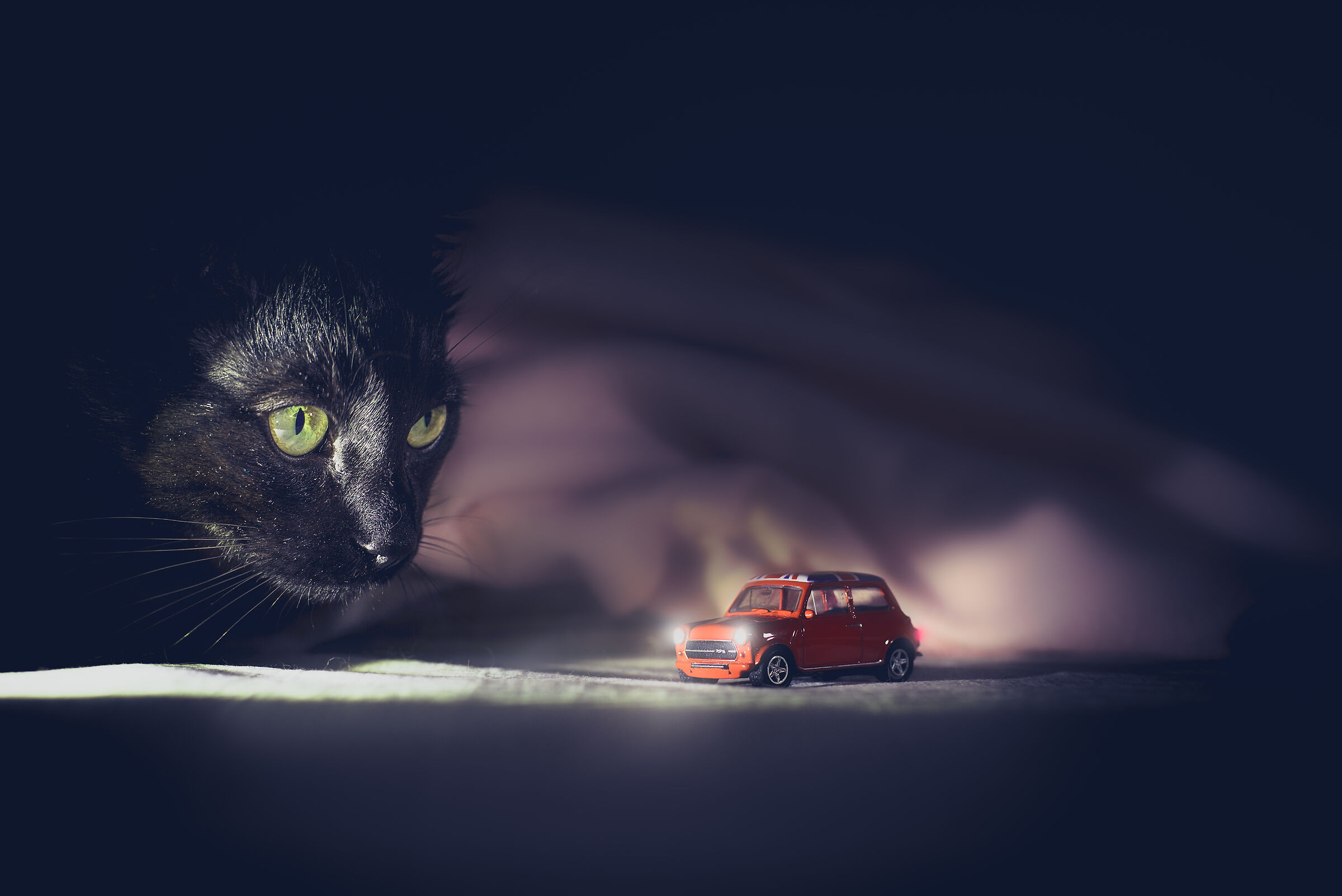 My cat Tiberius watching the car