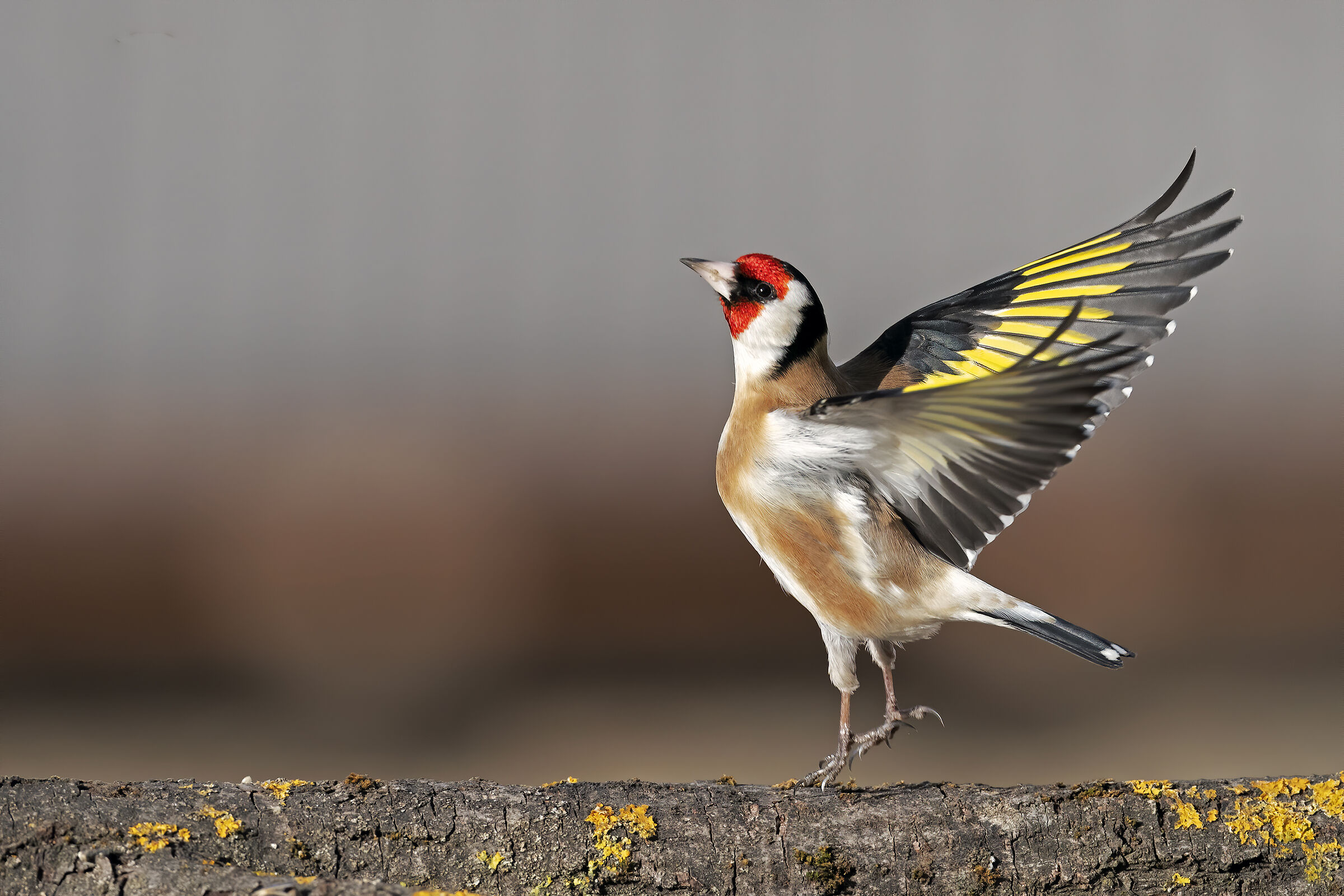 Il Cardellino ballerino