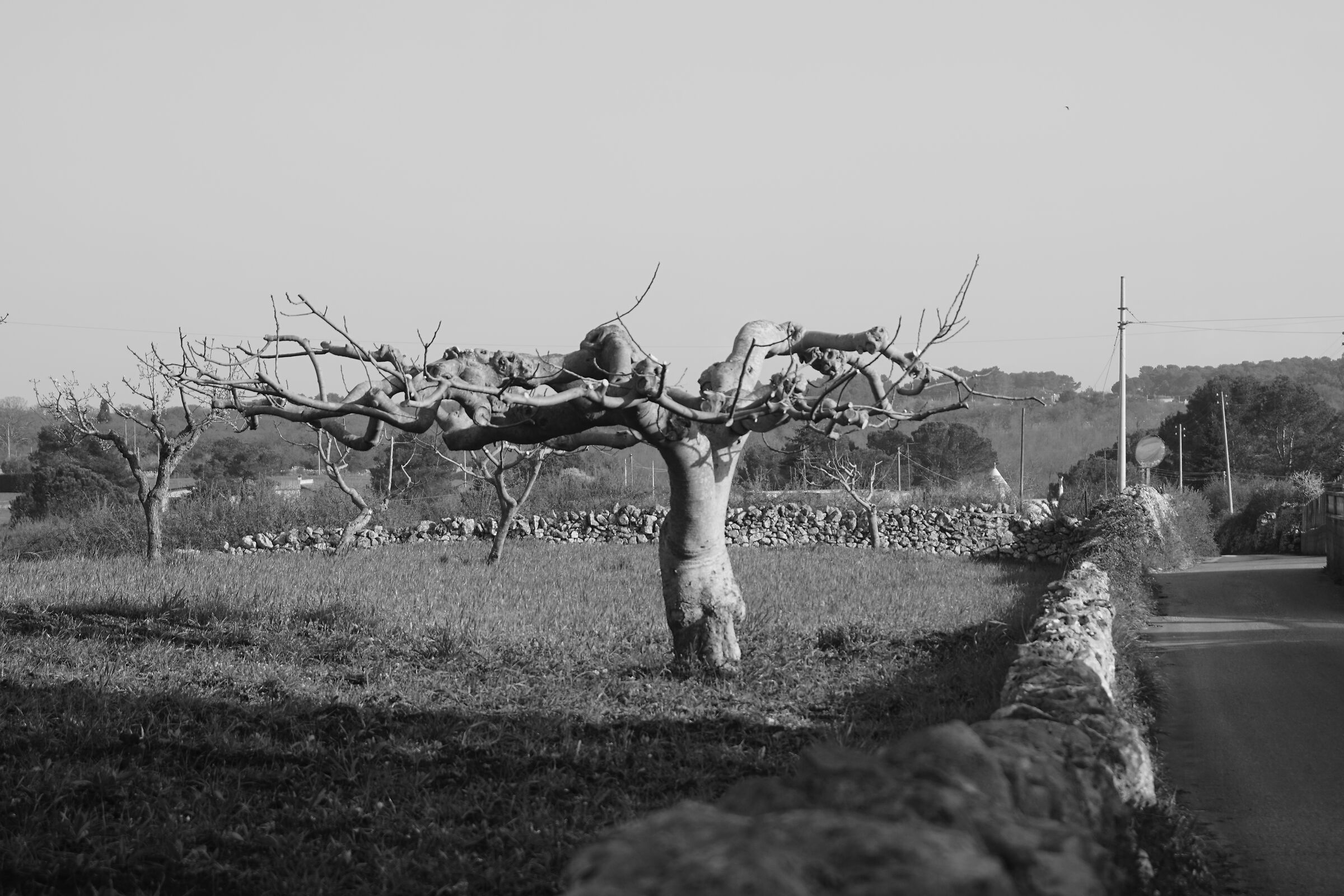 Martina Franca al tempo del coronavirus