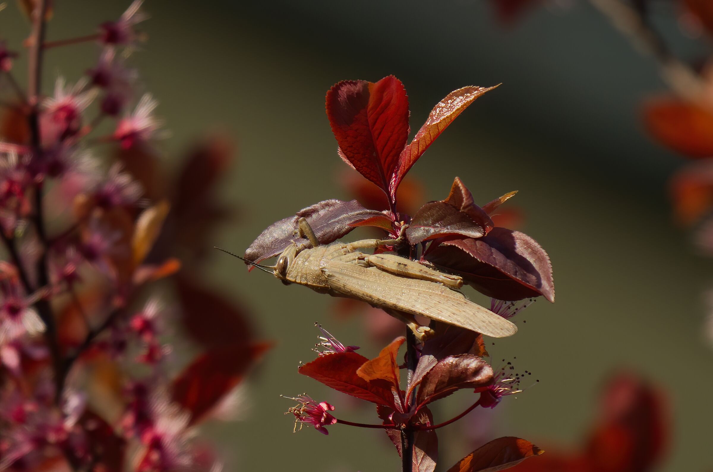 Good prunus leaflets