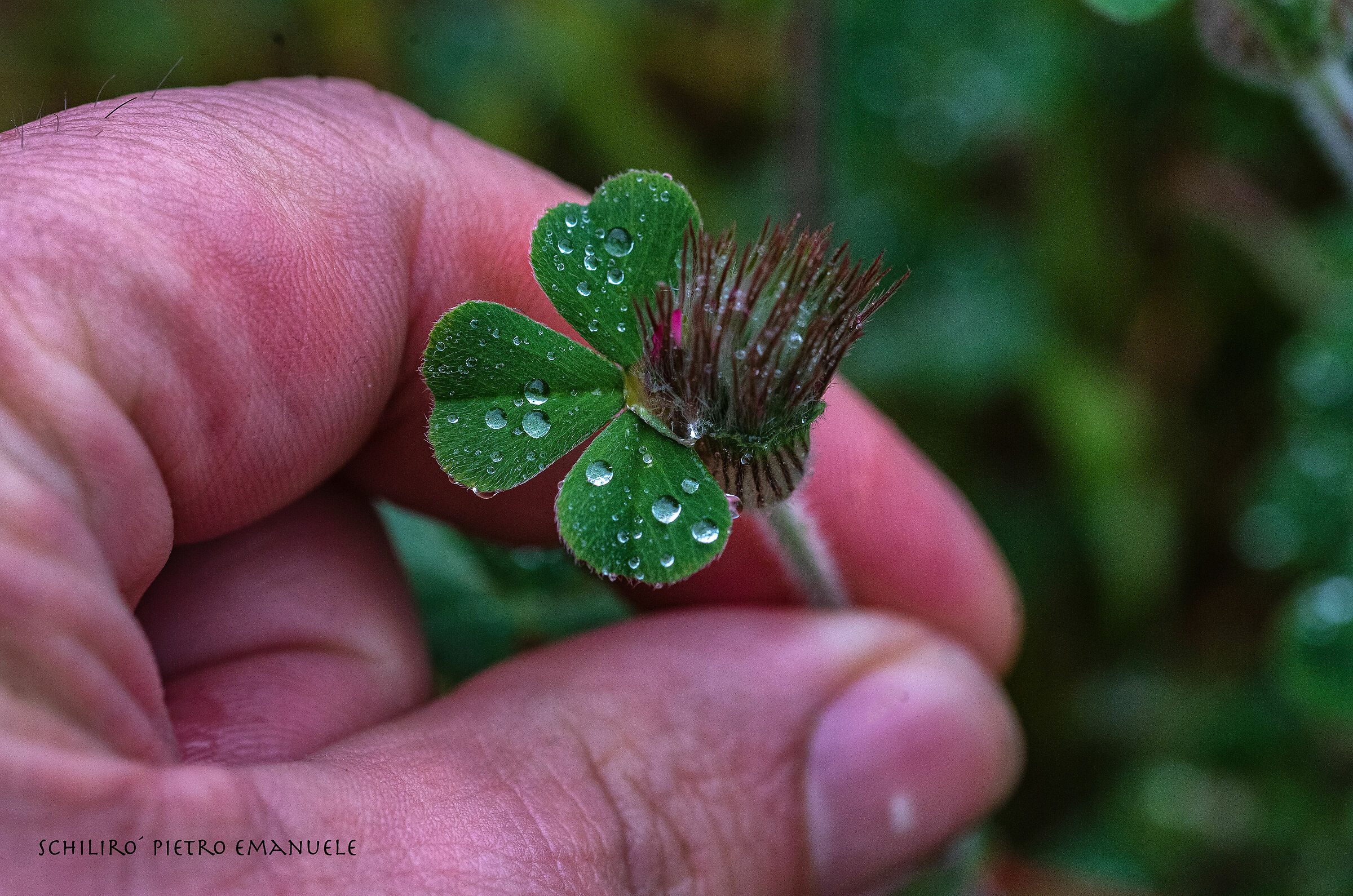 A flower and its trinita - Until flowering ...