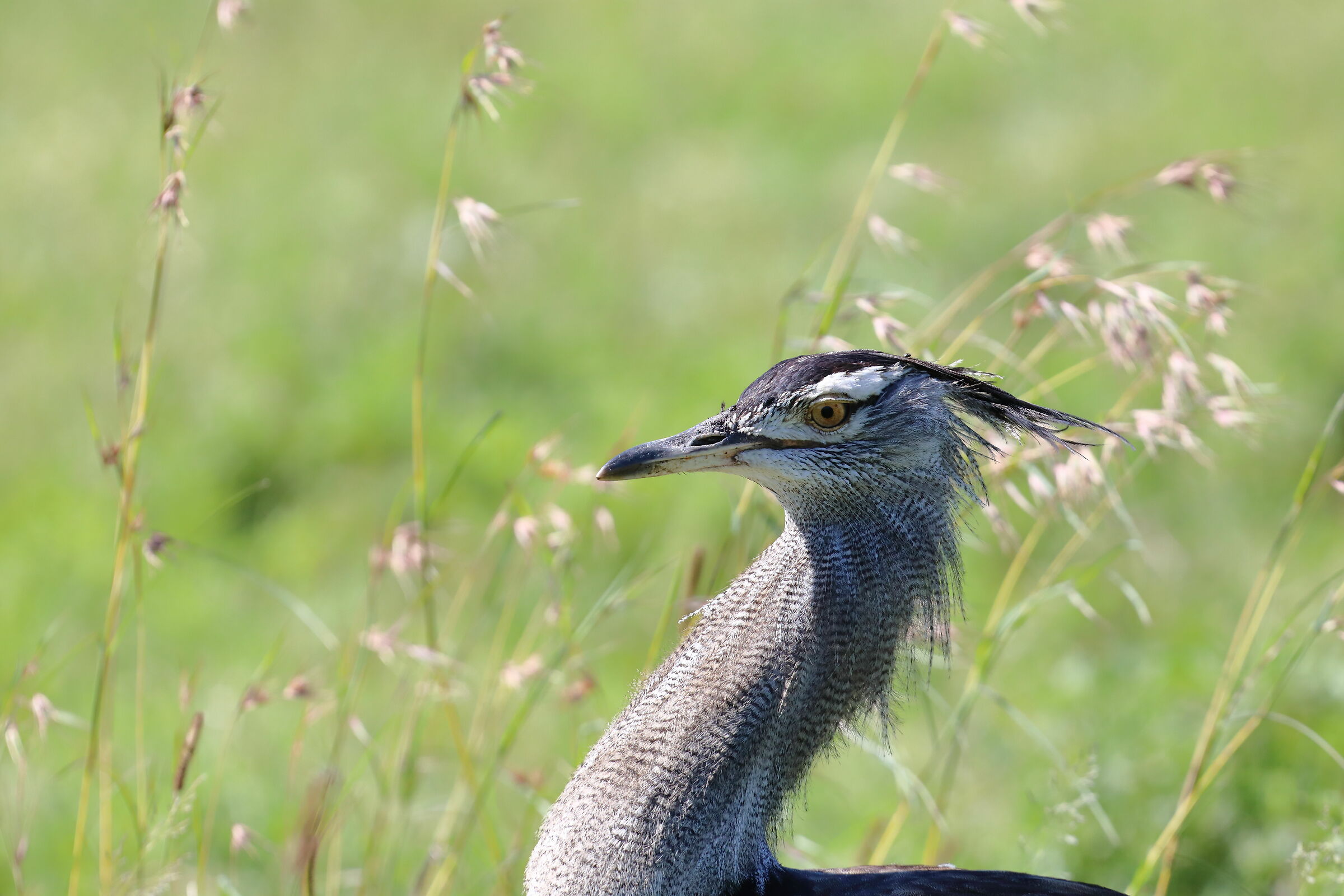 Kori bustard