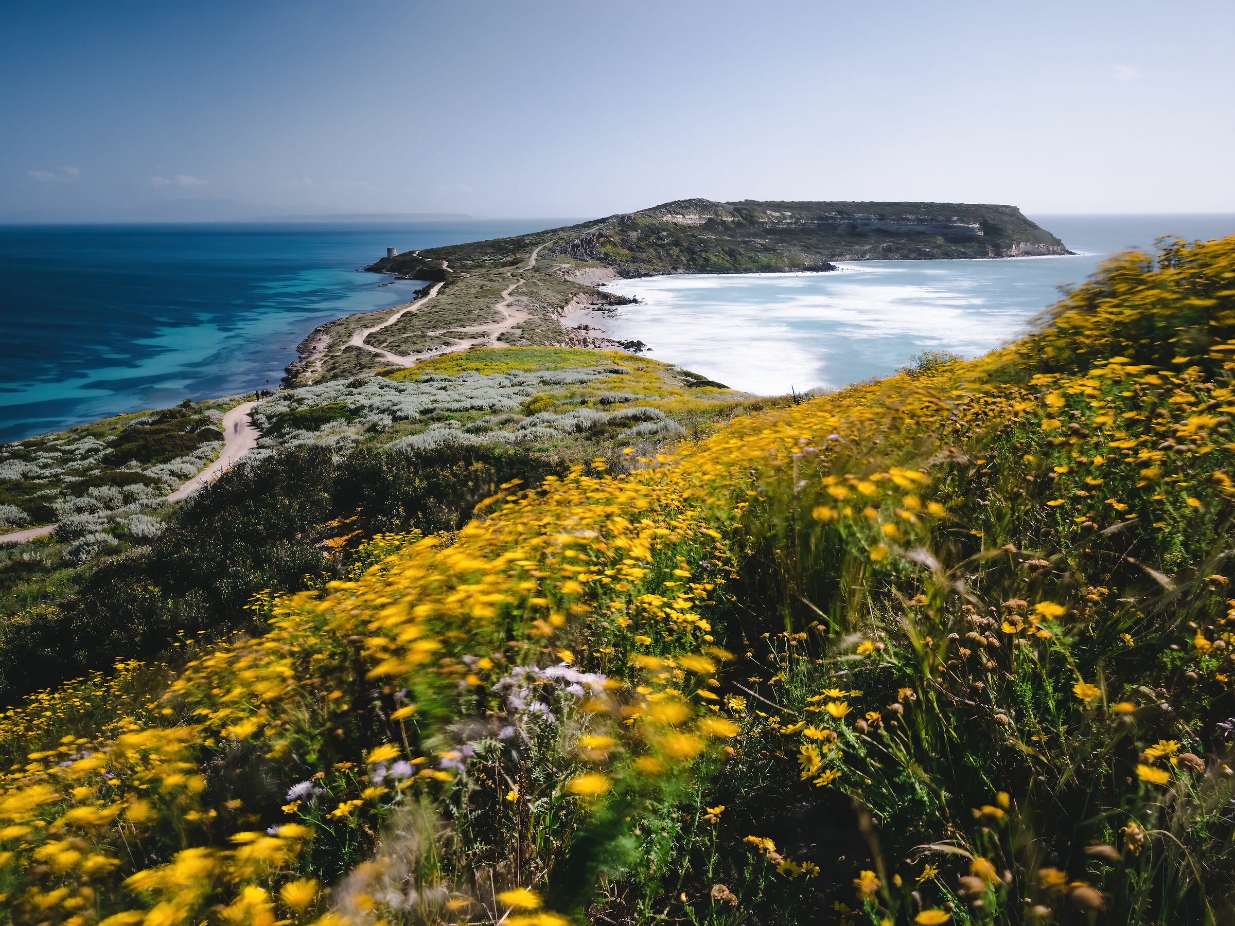 Penisola fiorita e ventosa