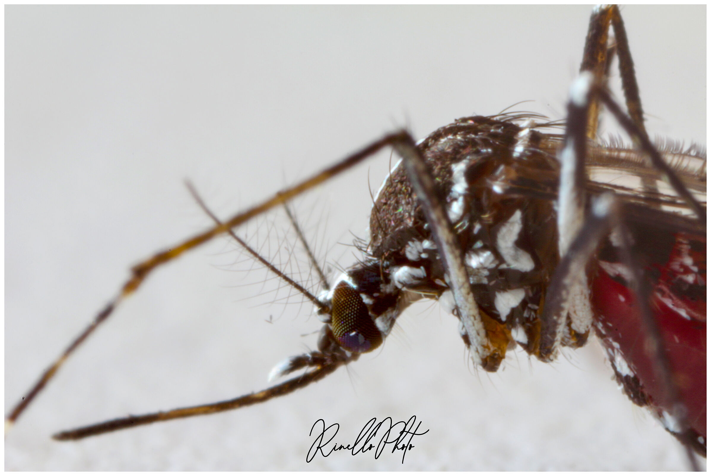 Zanzara sazia di sangue