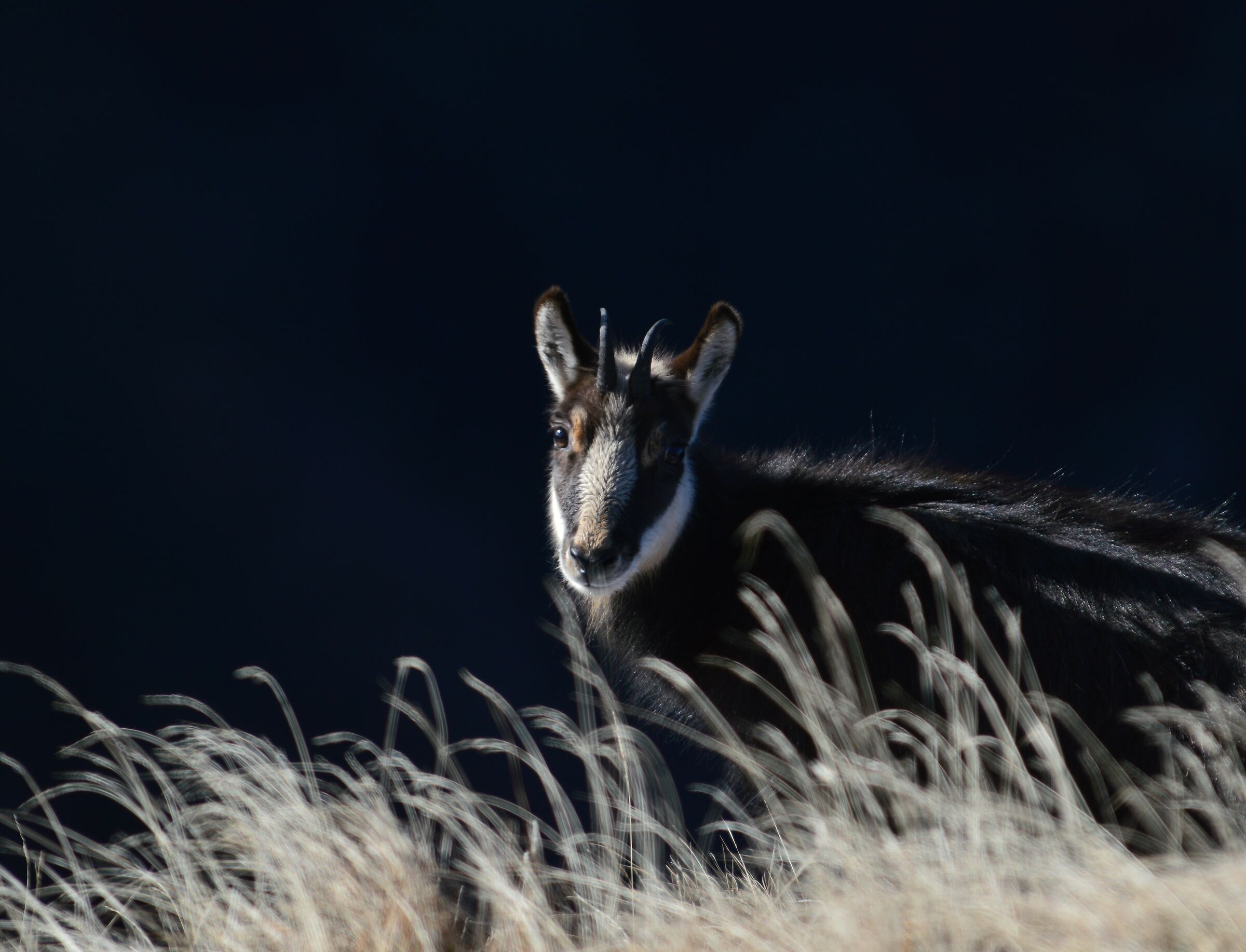 Camosci del Generoso