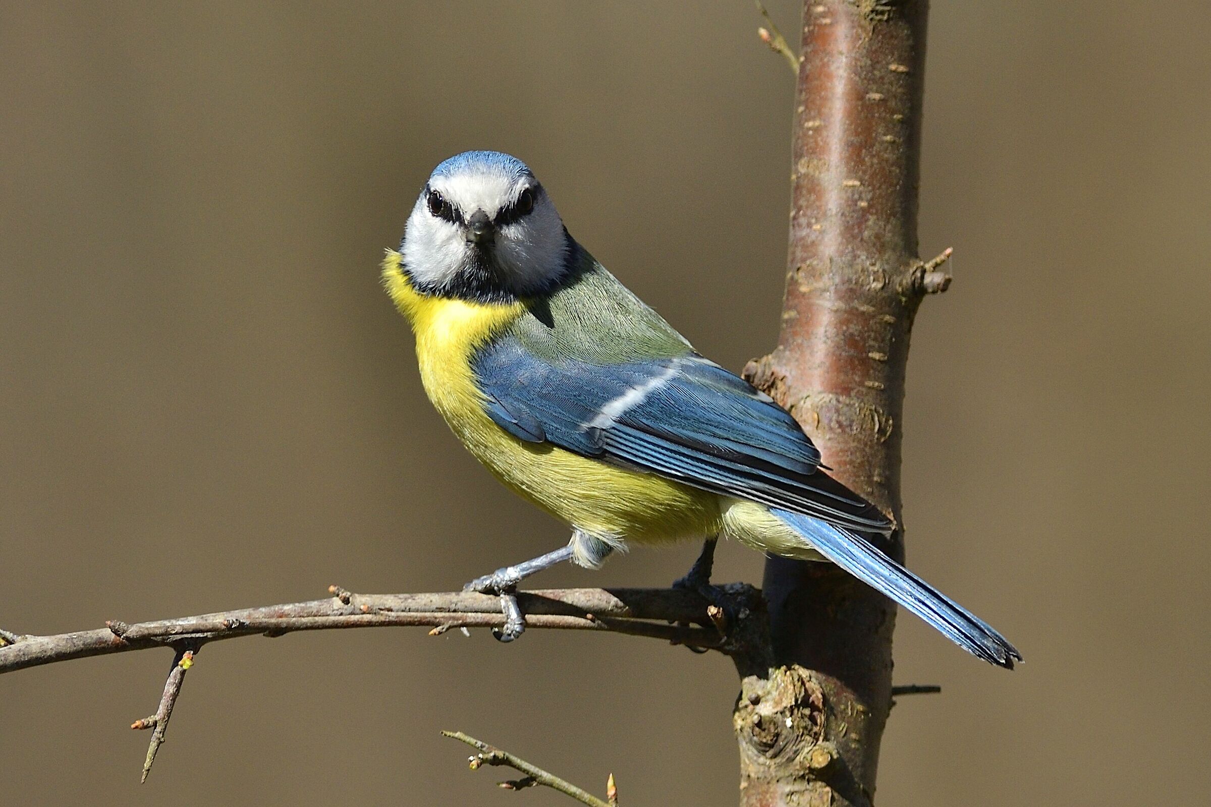 Lo sguardo severo della Cinciarella