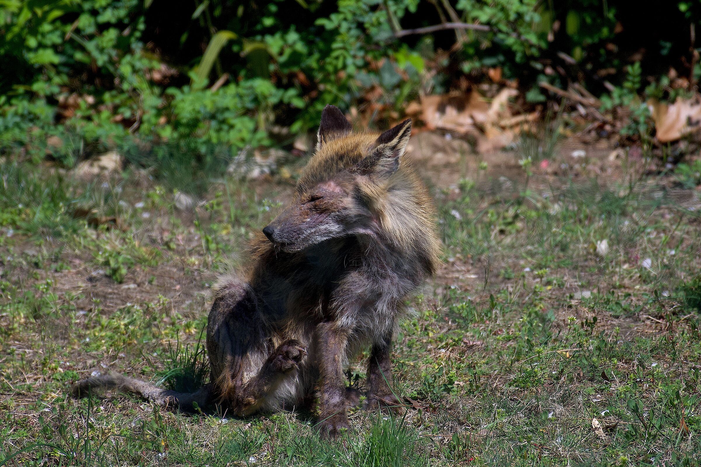 purtroppo la volpe ....