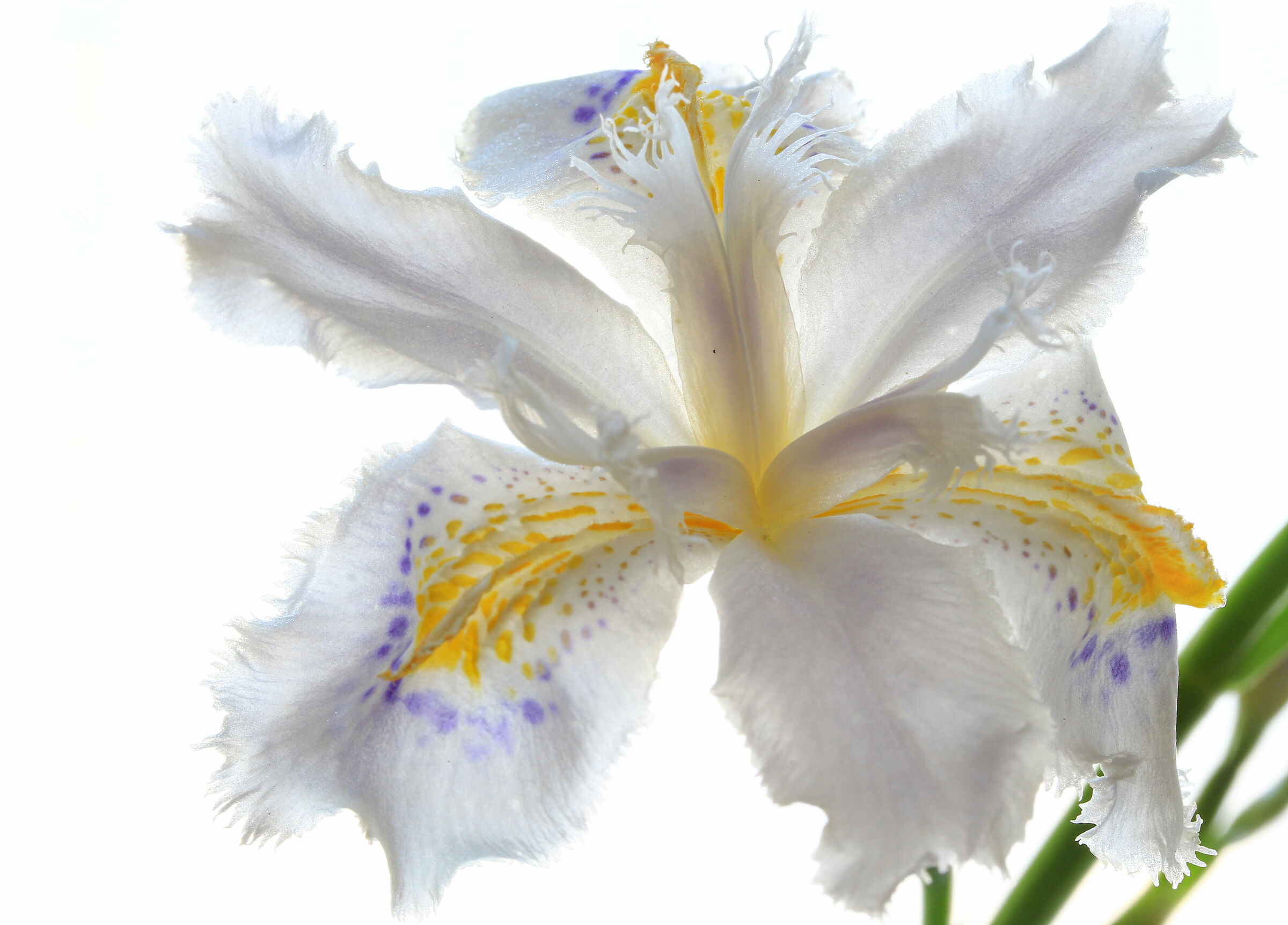 iris