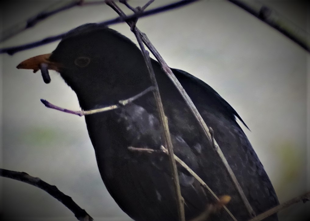 city blackbird