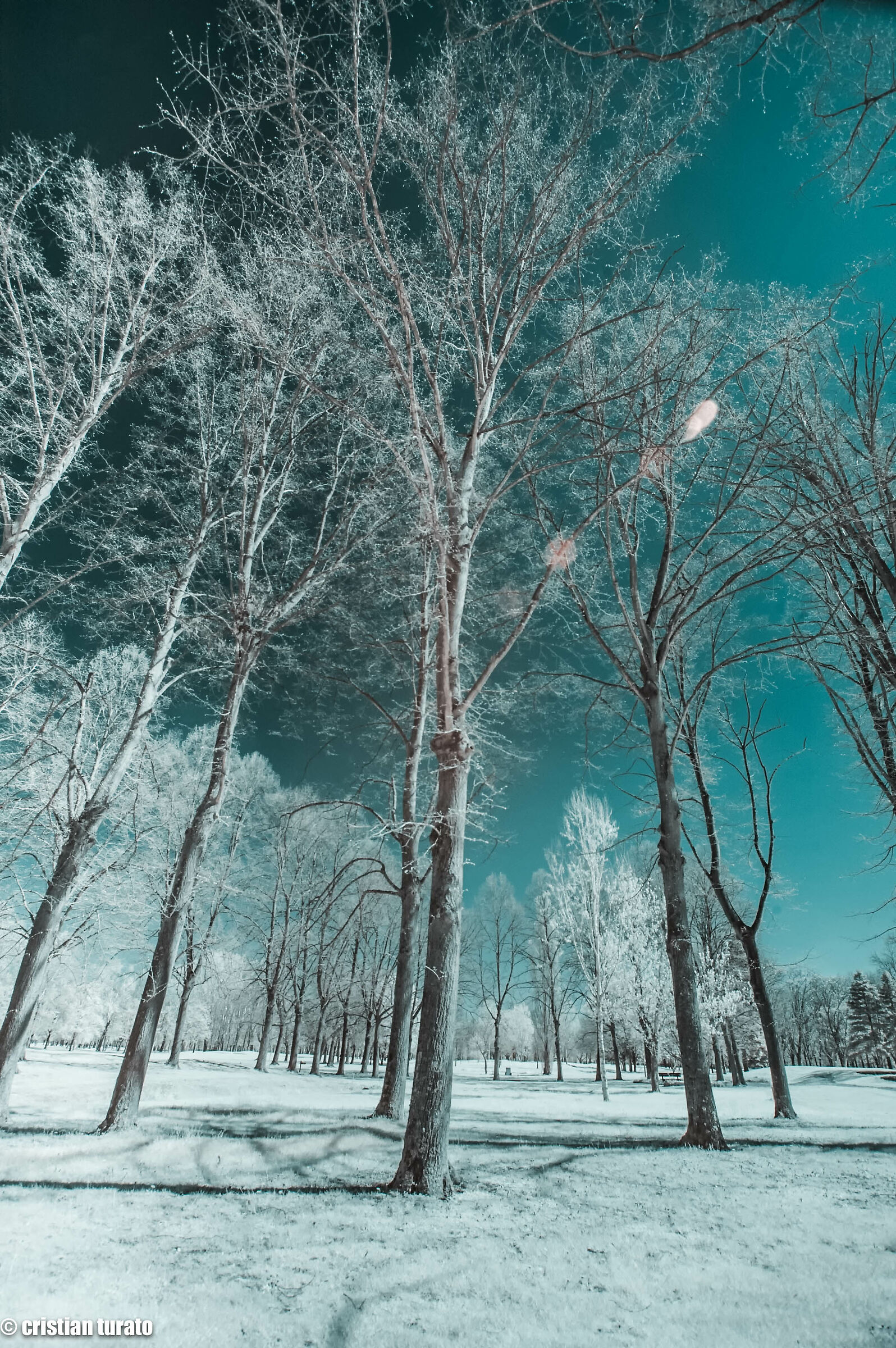 nella foresta incantata