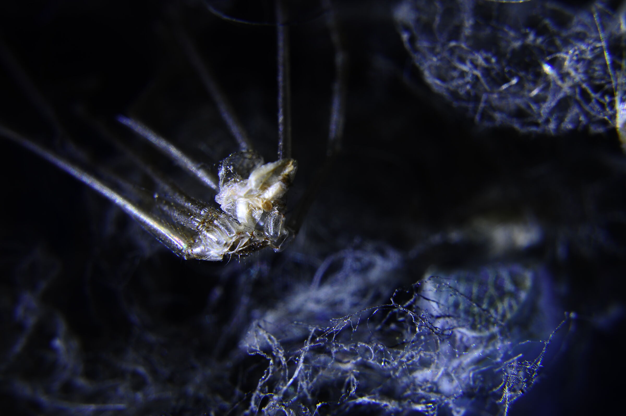 The Forest of Dead Things 005/ The Spider Cave