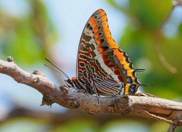 Charaxes jasius