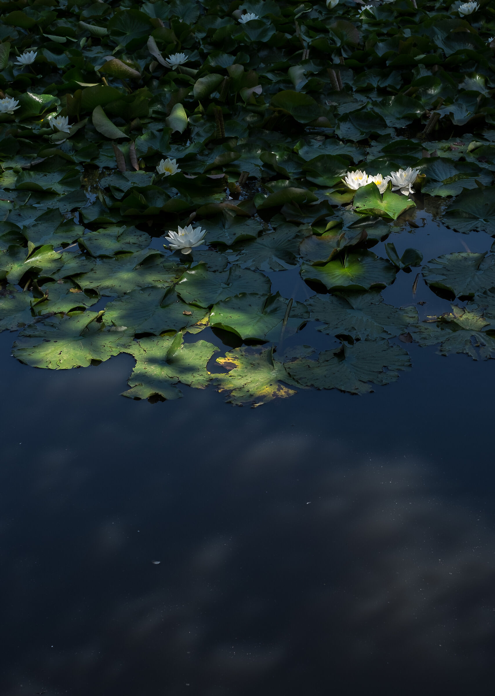 Blinded by the light