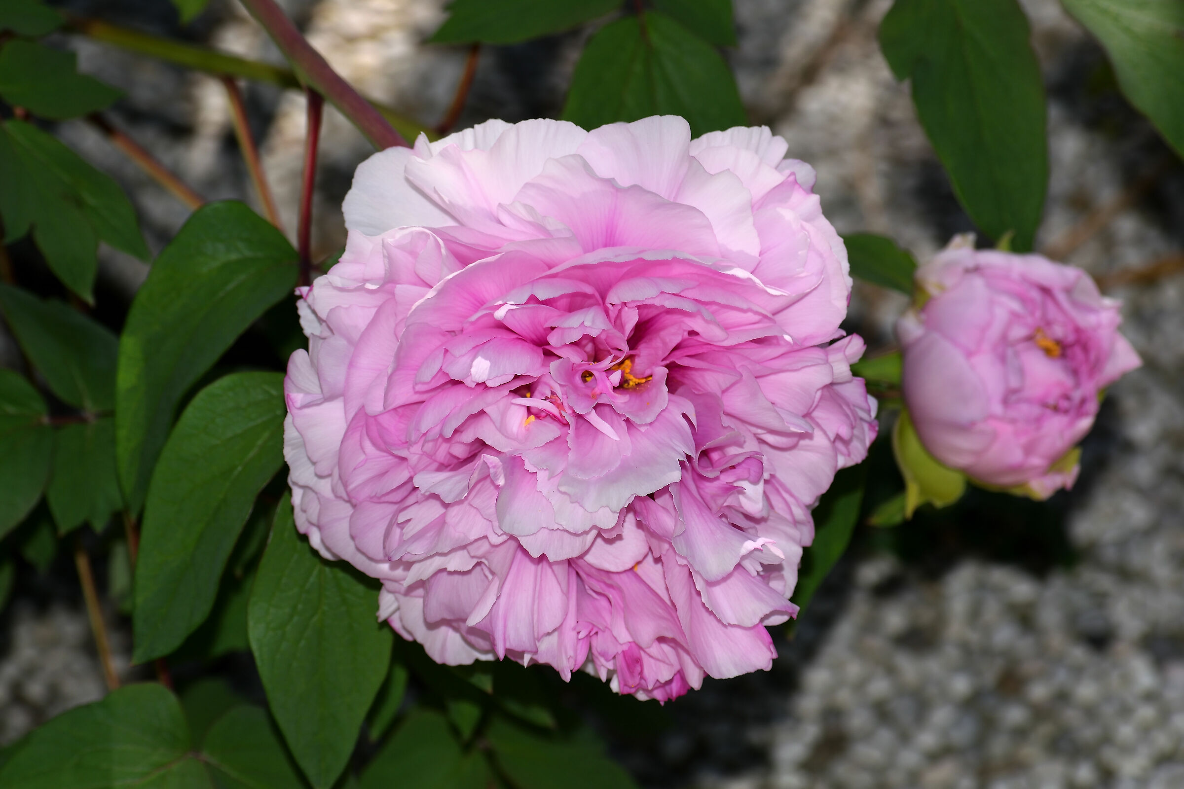 Peonia in piena fioritura un mese di anticipo