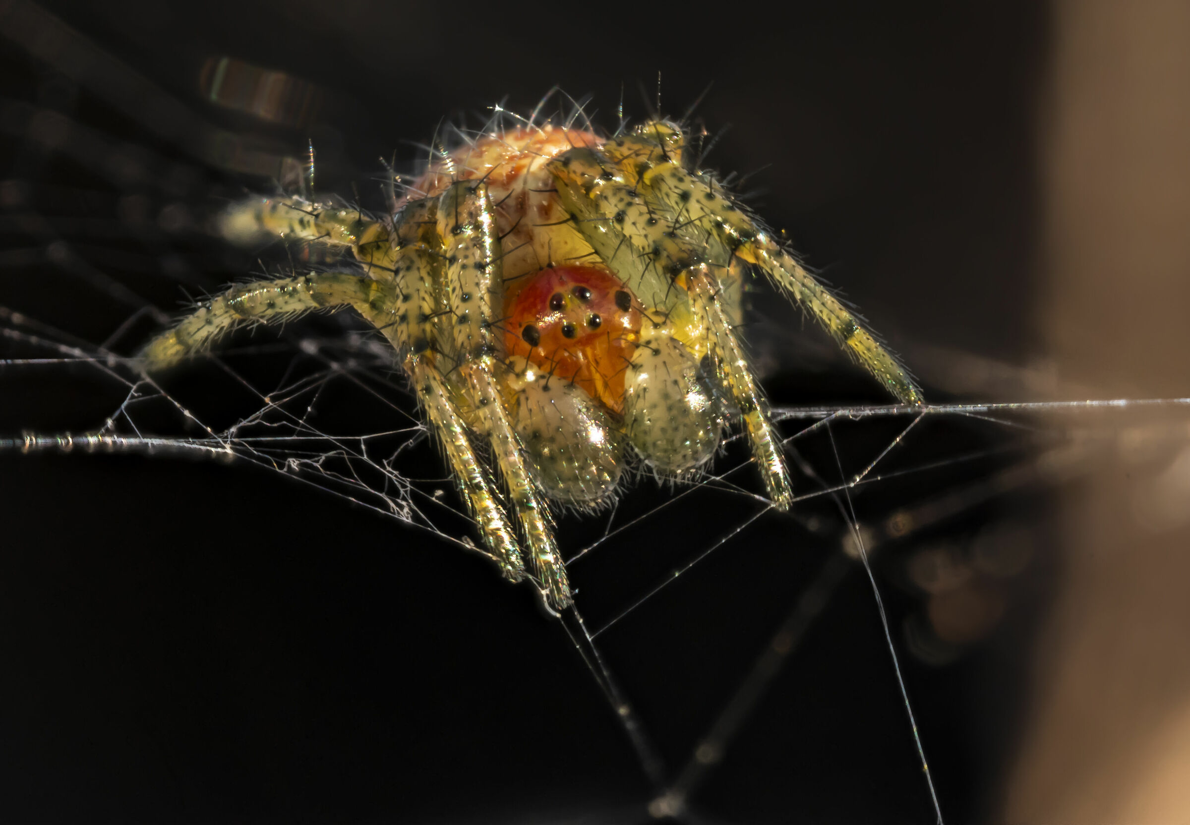 Spider under the sun