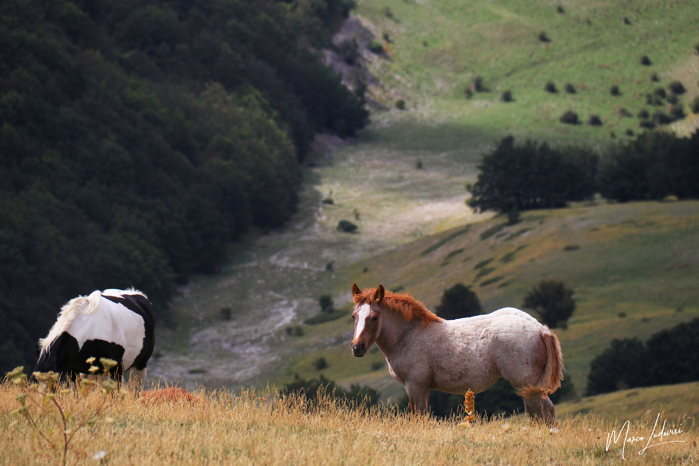 Cavalli sui Sibillini