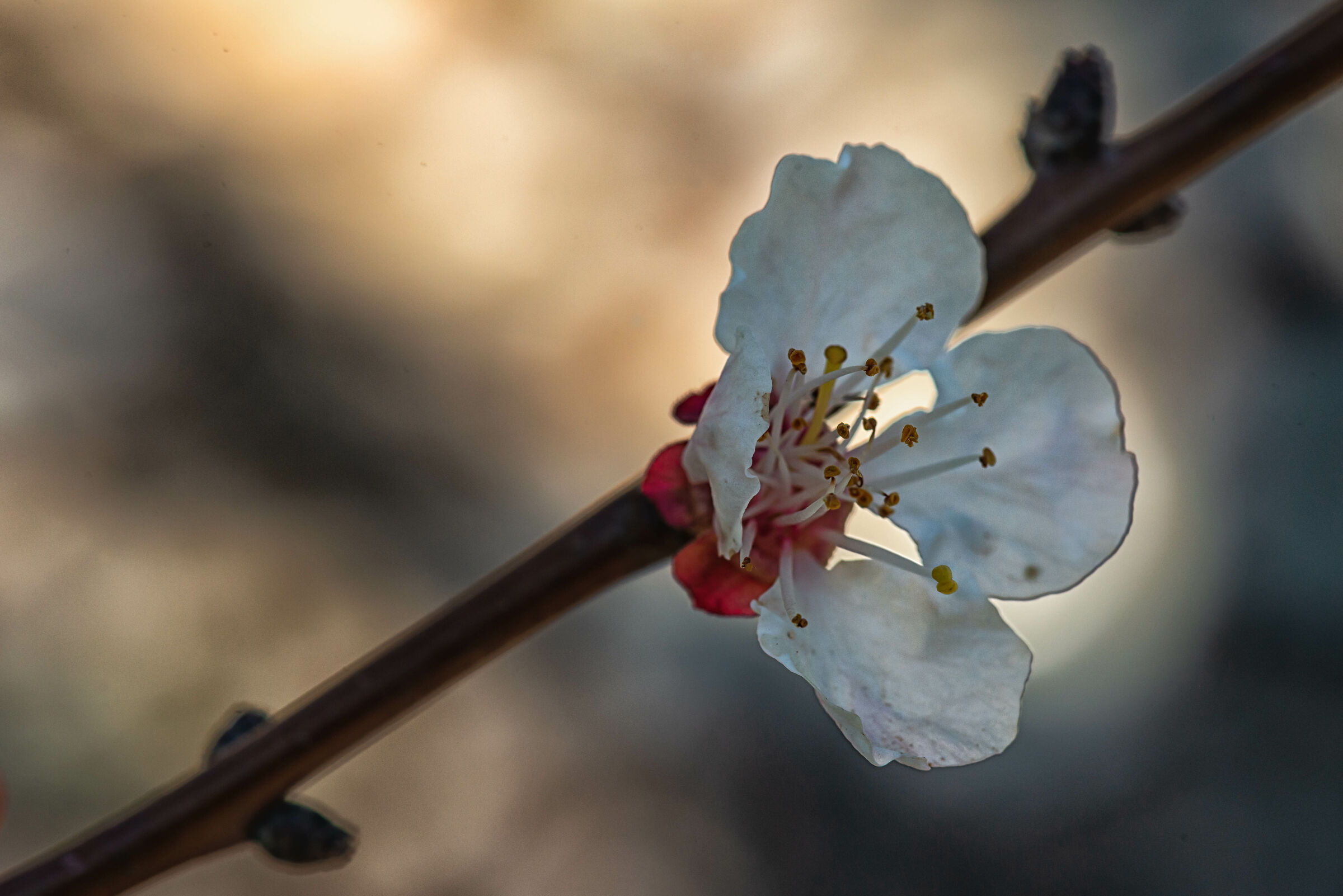 Fiore di albicocca