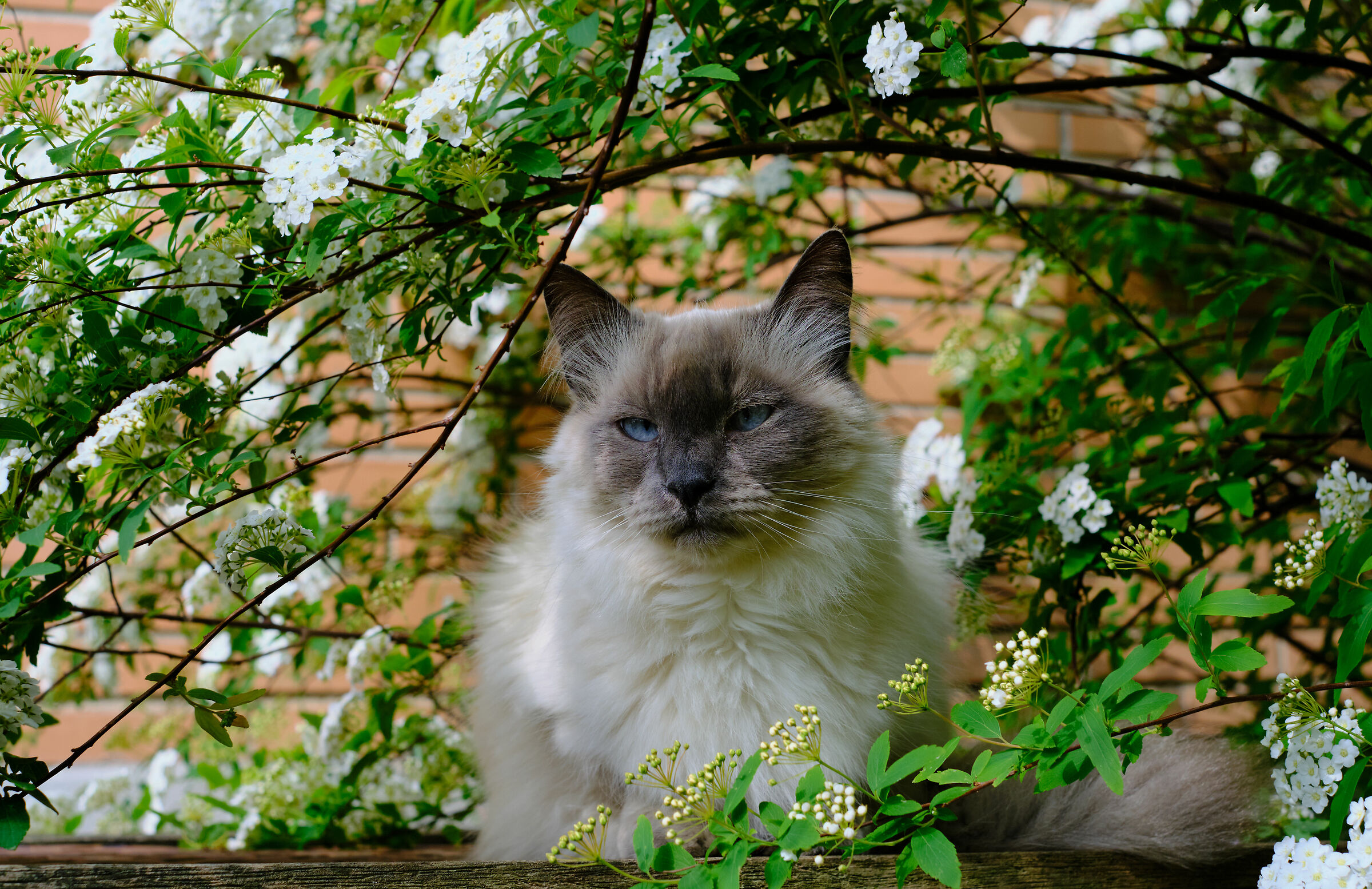 Lara sotto il biancospino