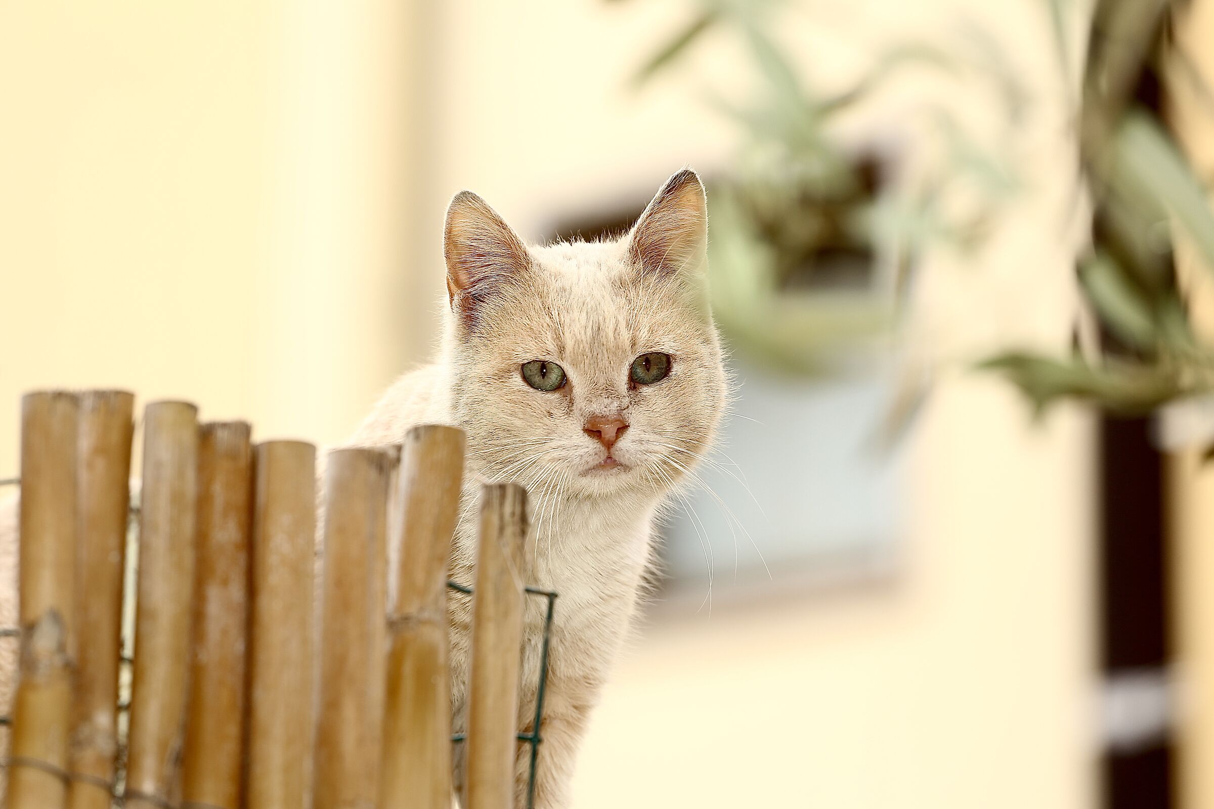 Il micio e dei vicini.