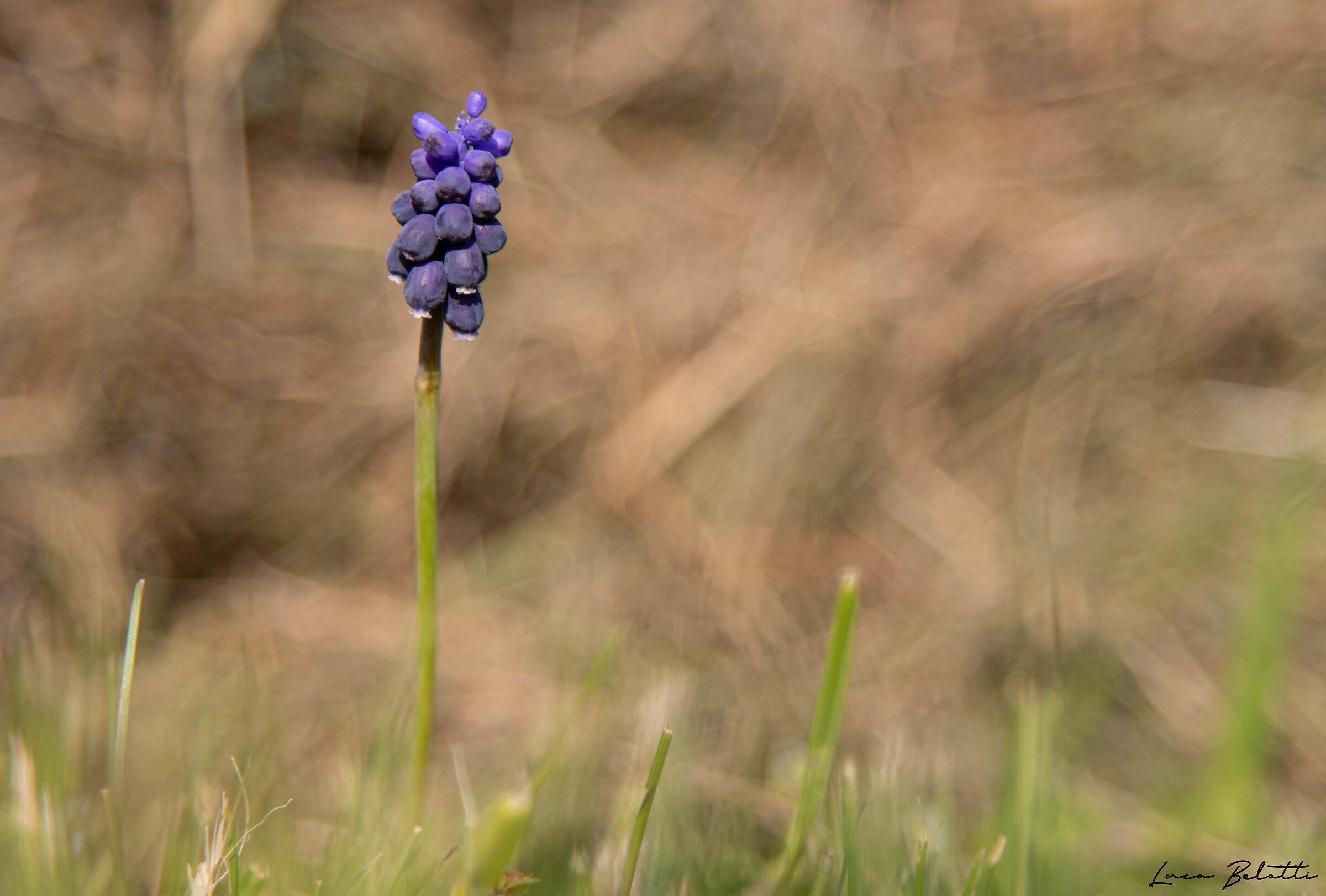 Muscari