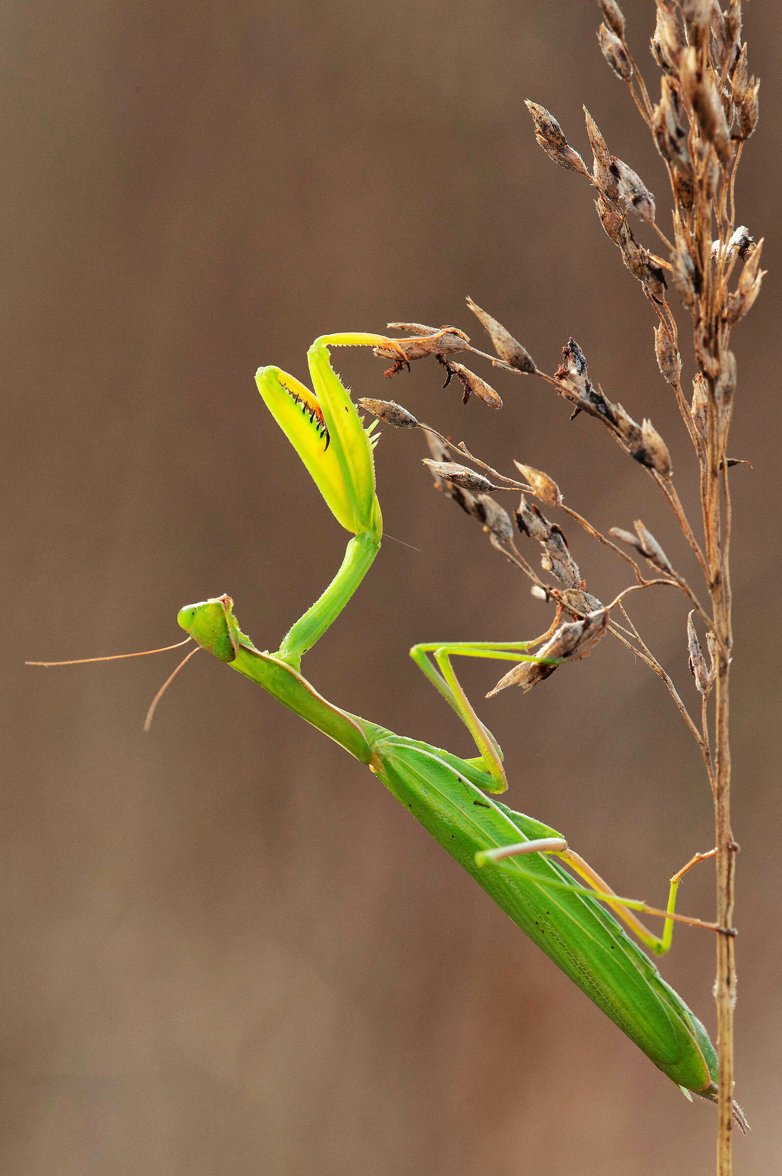 Praying mantis